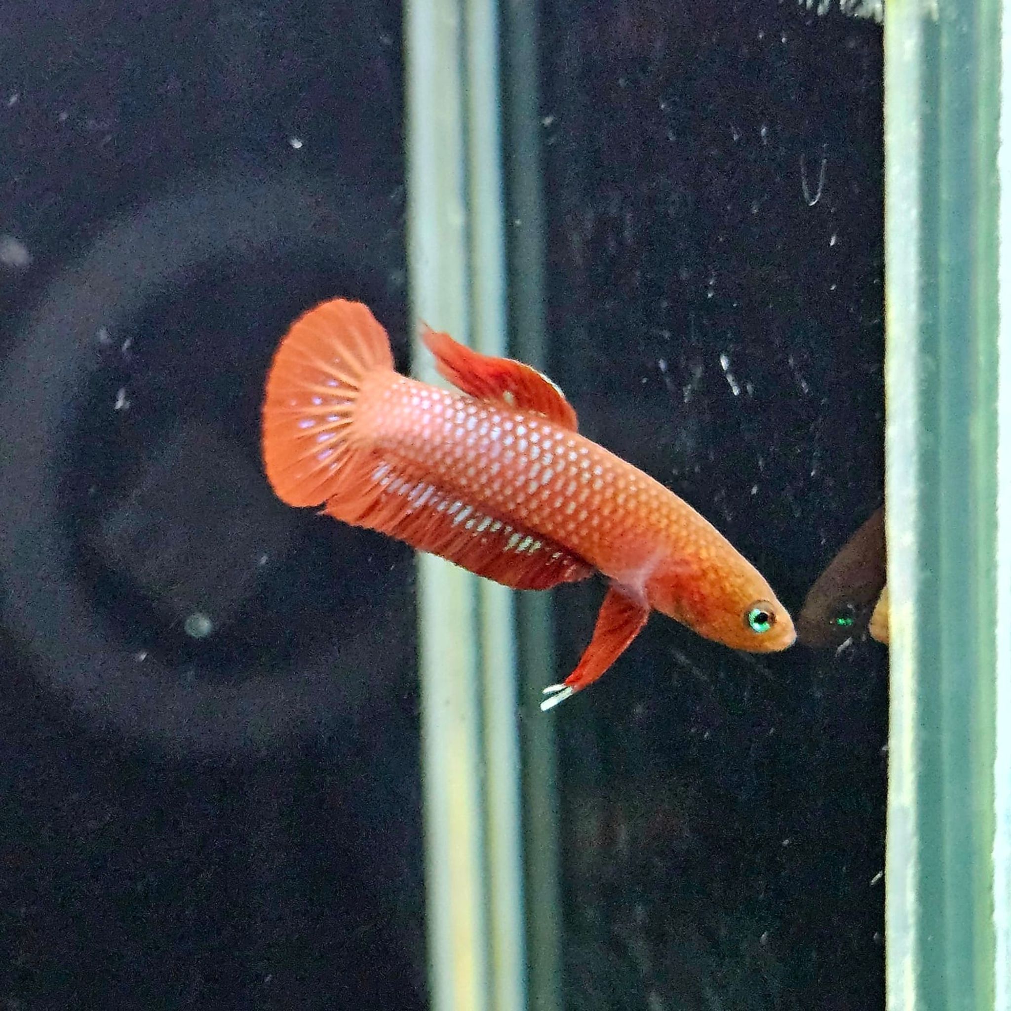 Betta Rutilans