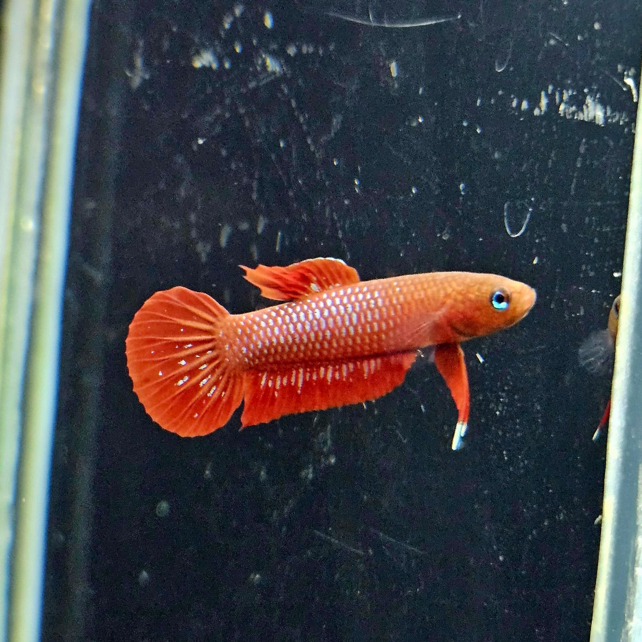 Betta Rutilans