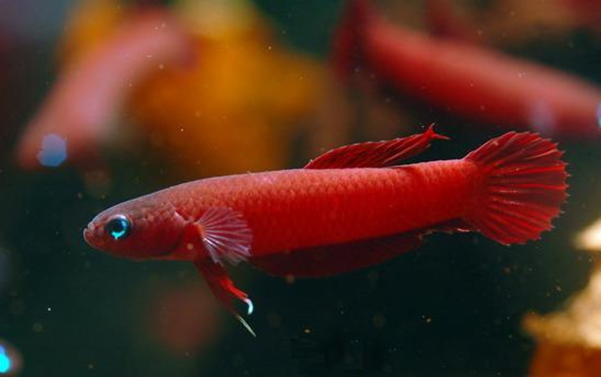 Betta Rutilans