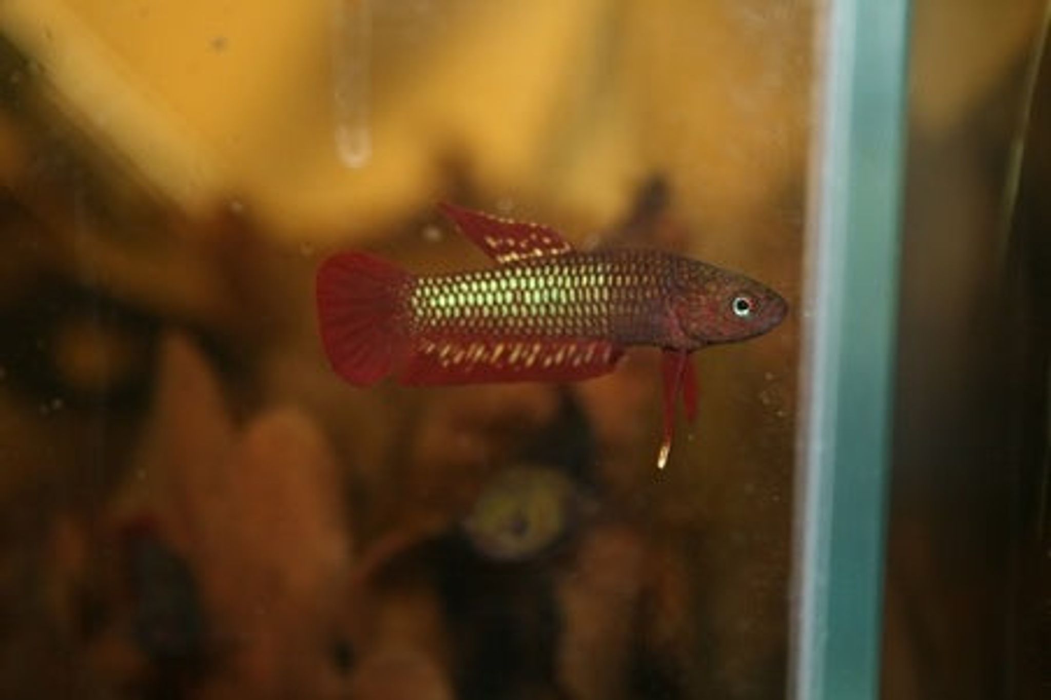 Betta Rutilans