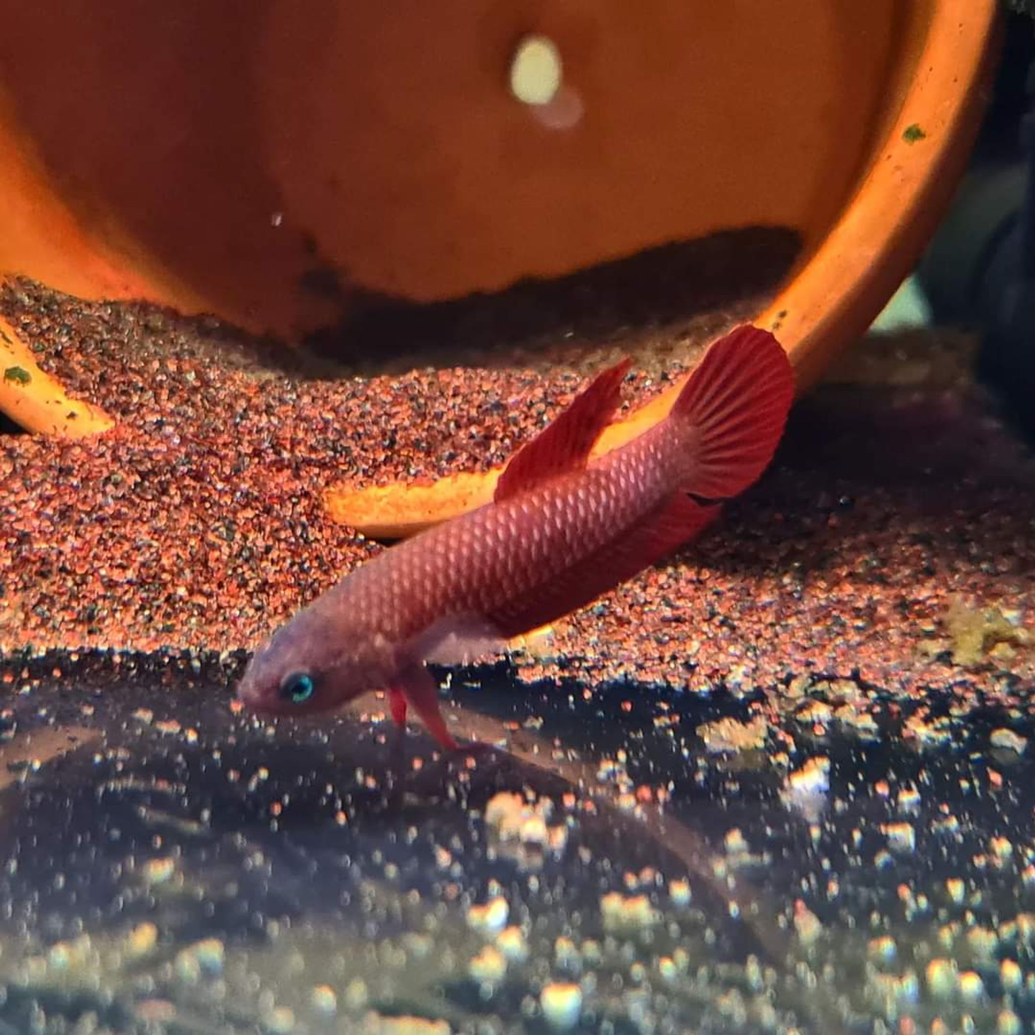 Betta Rutilans
