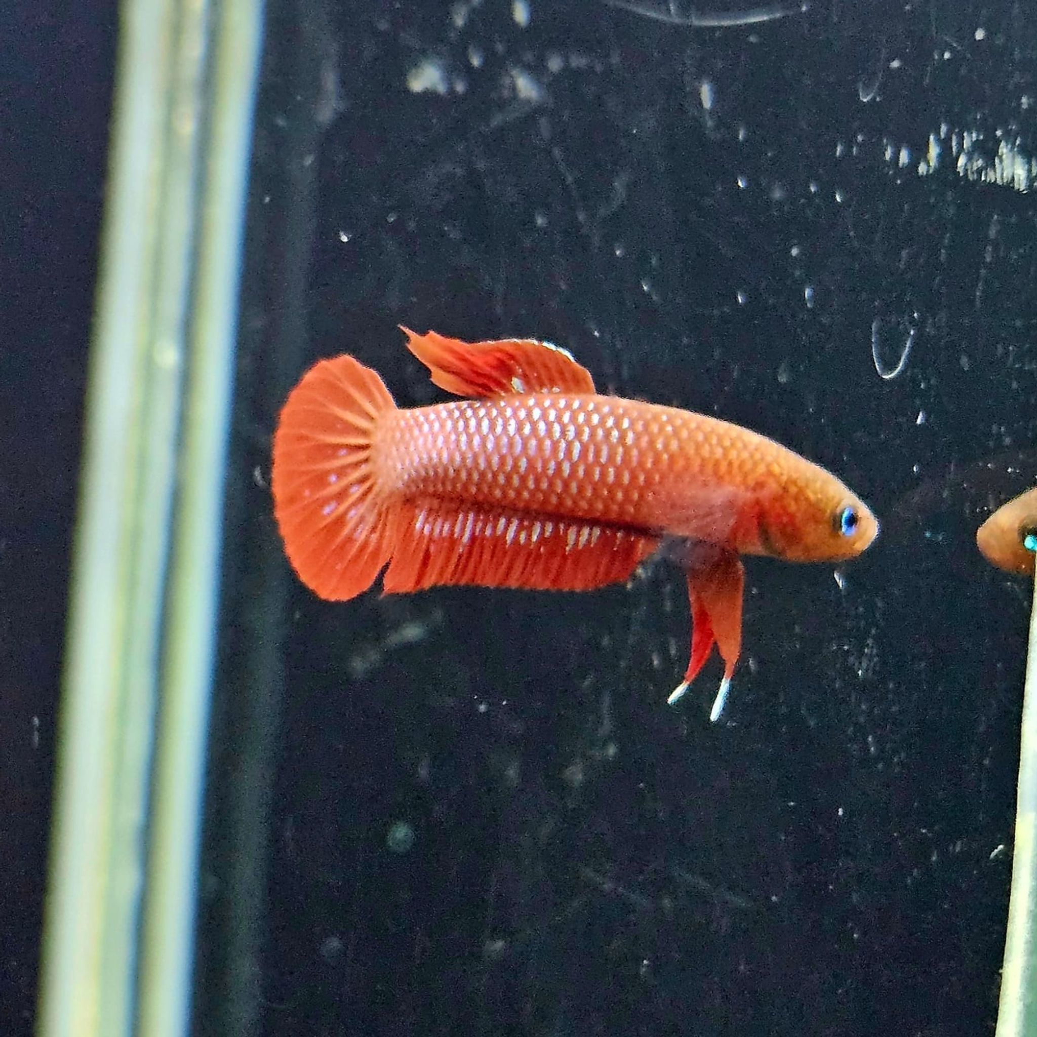 Betta Rutilans