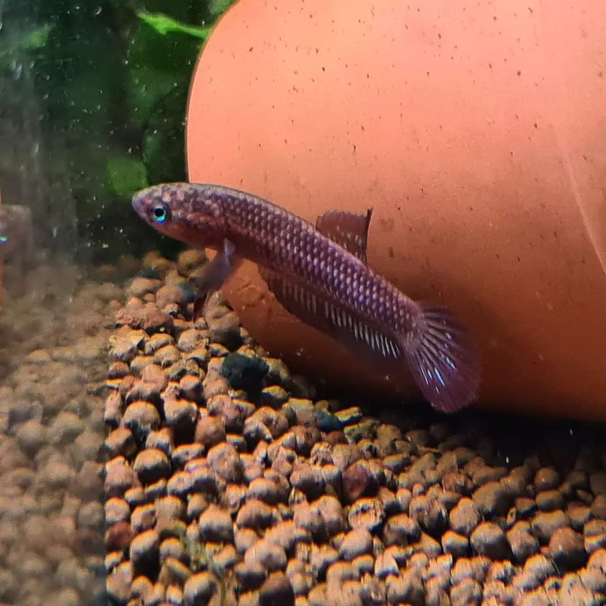 Betta Rutilans