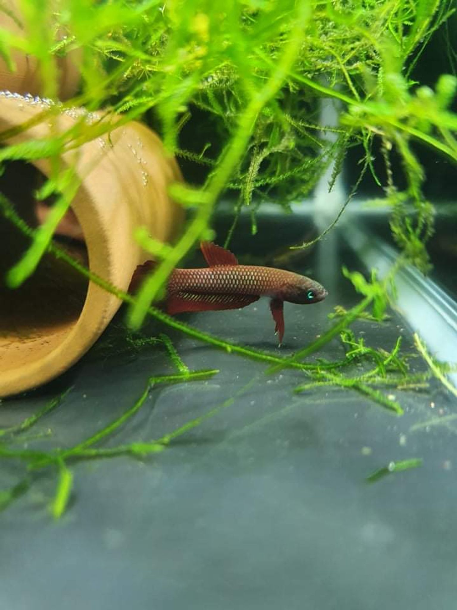 Betta Rutilans