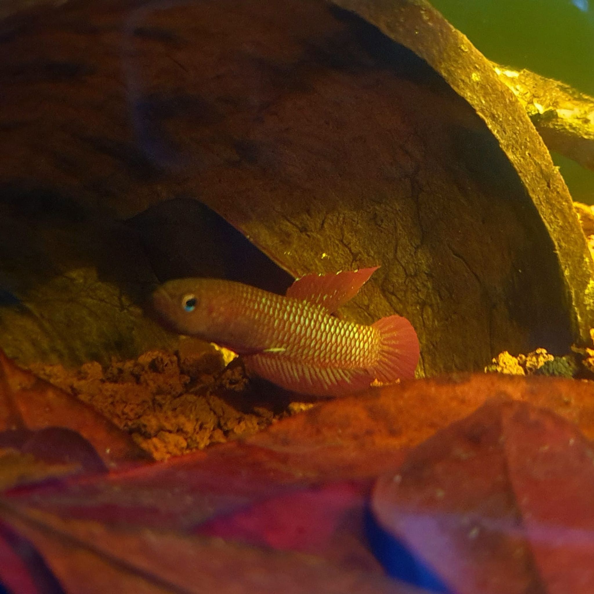 Betta Rutilans
