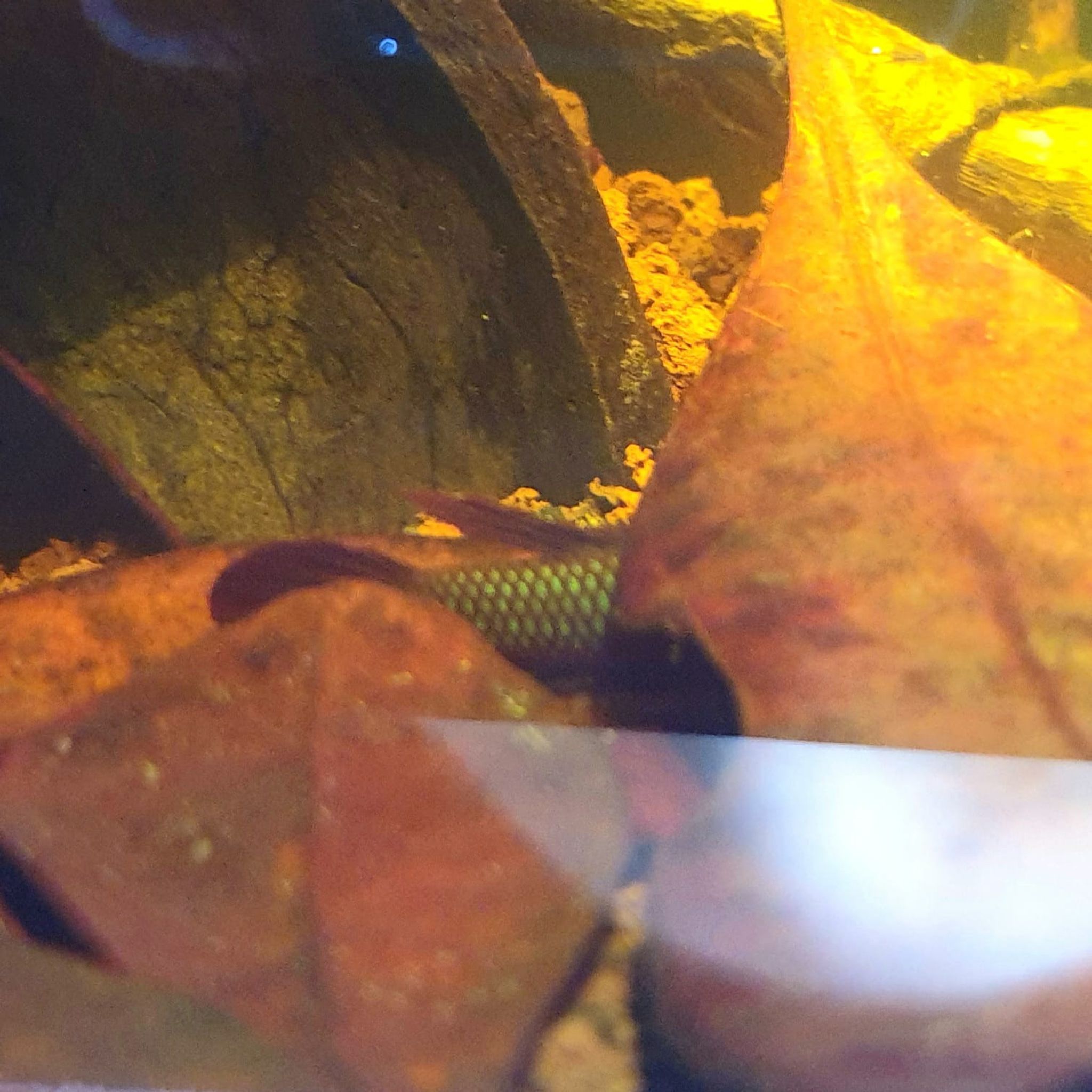 Betta Rutilans