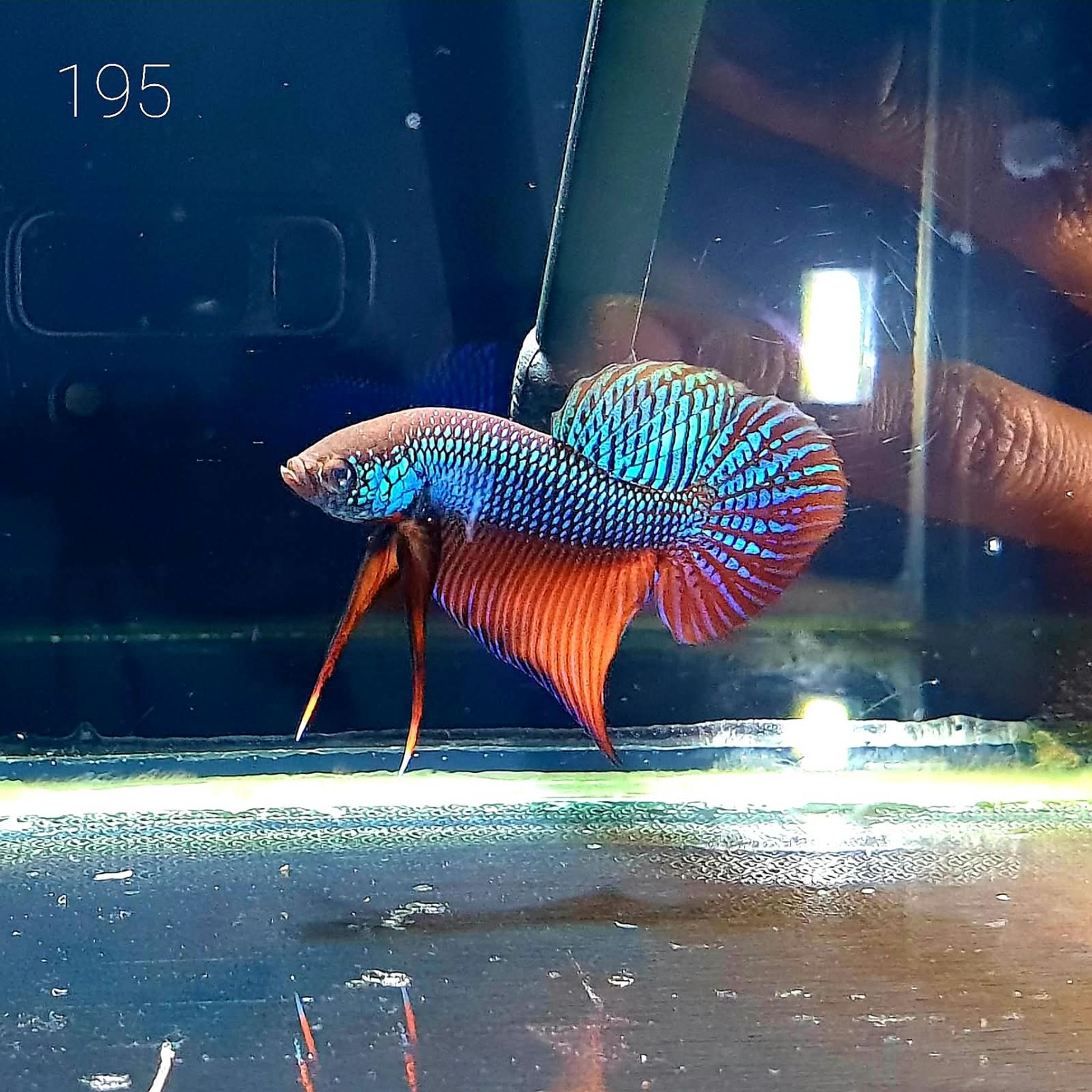 Betta Smaragdina #T195