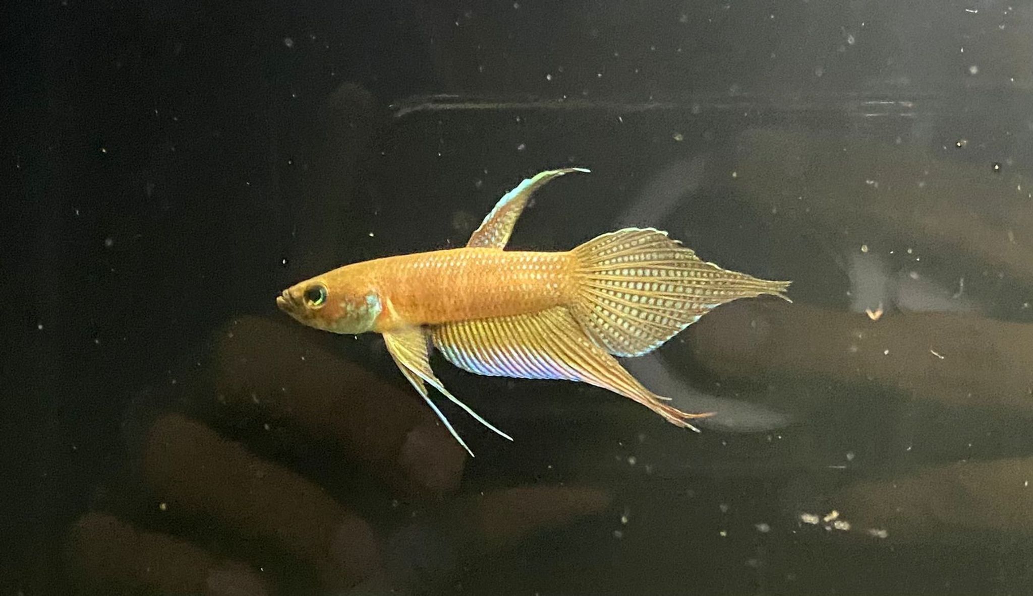 Betta sp. Alai