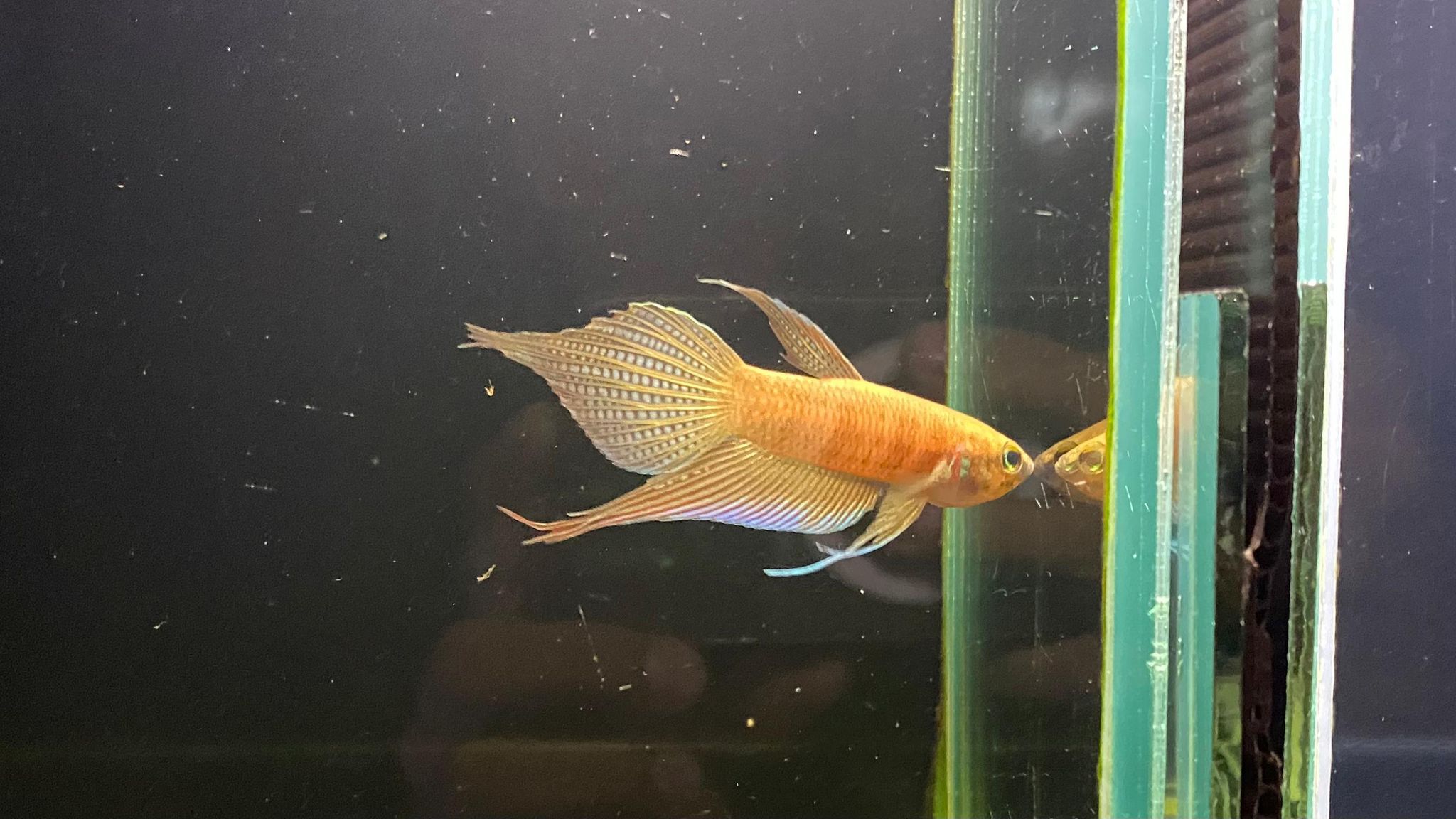 Betta sp. Alai
