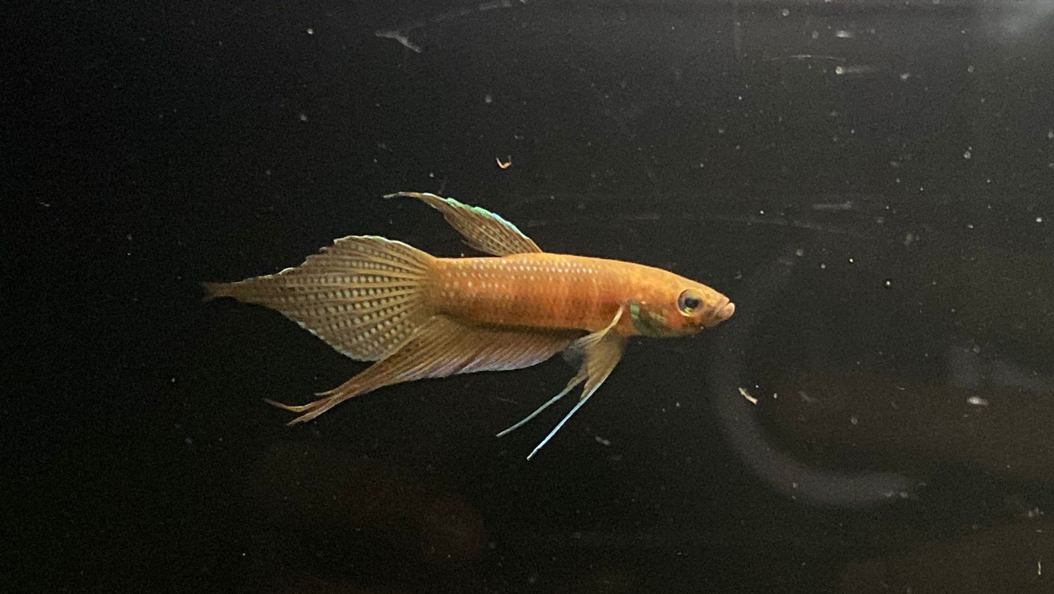 Betta sp. Alai