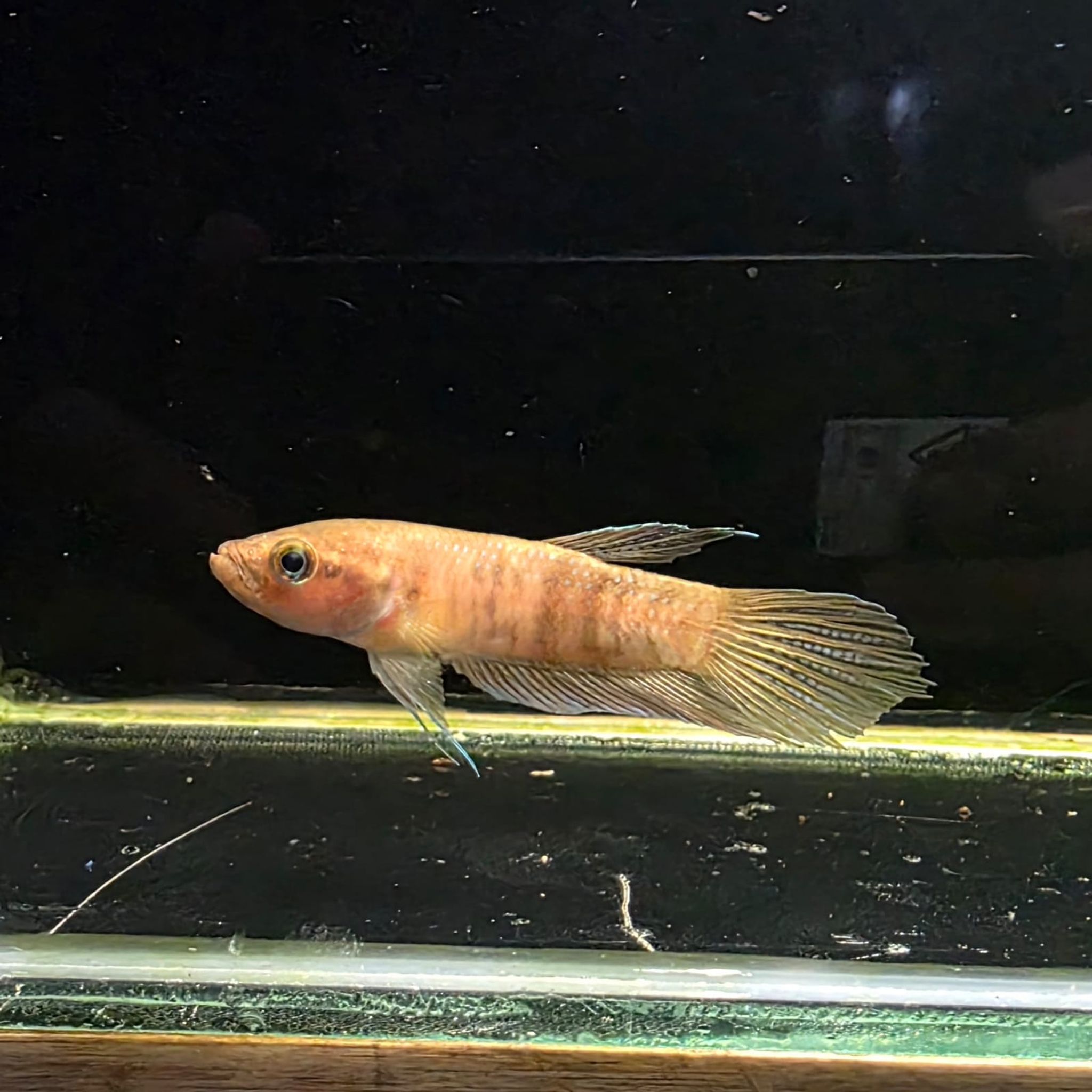 Betta sp. Alai