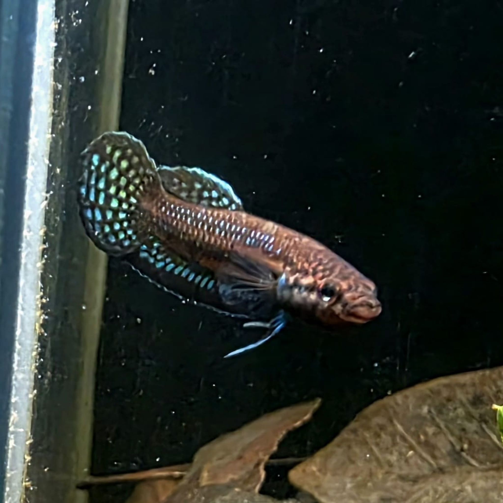 Betta sp. Shioseira