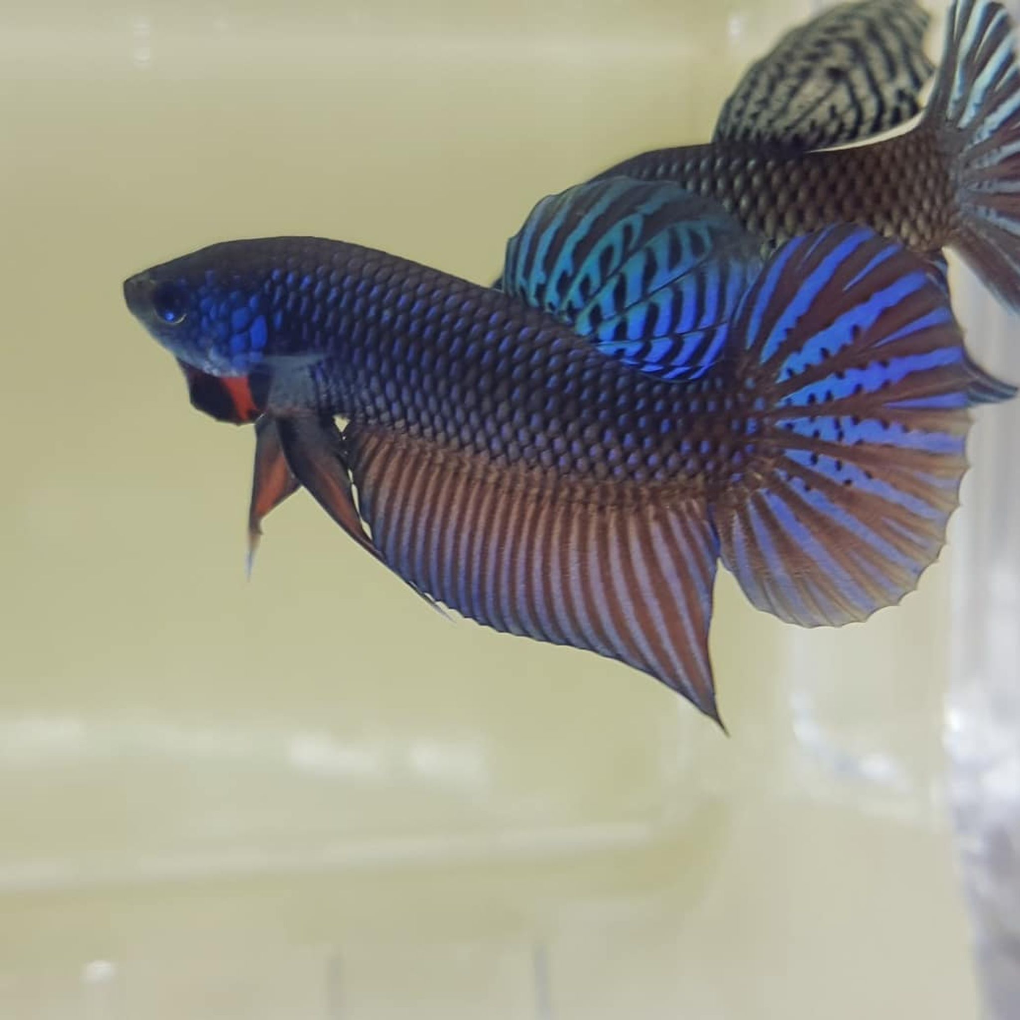 Betta Stiktos