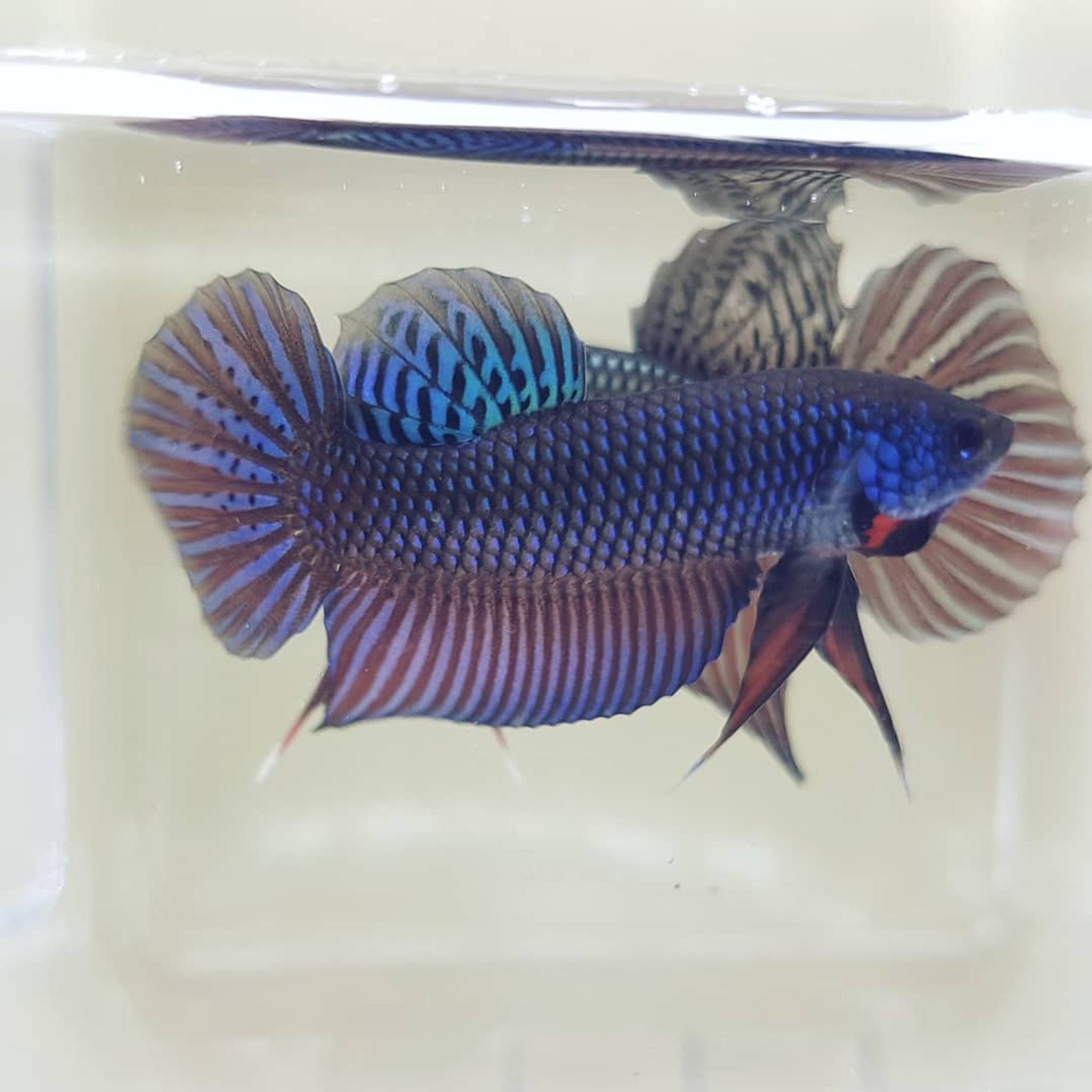Betta Stiktos