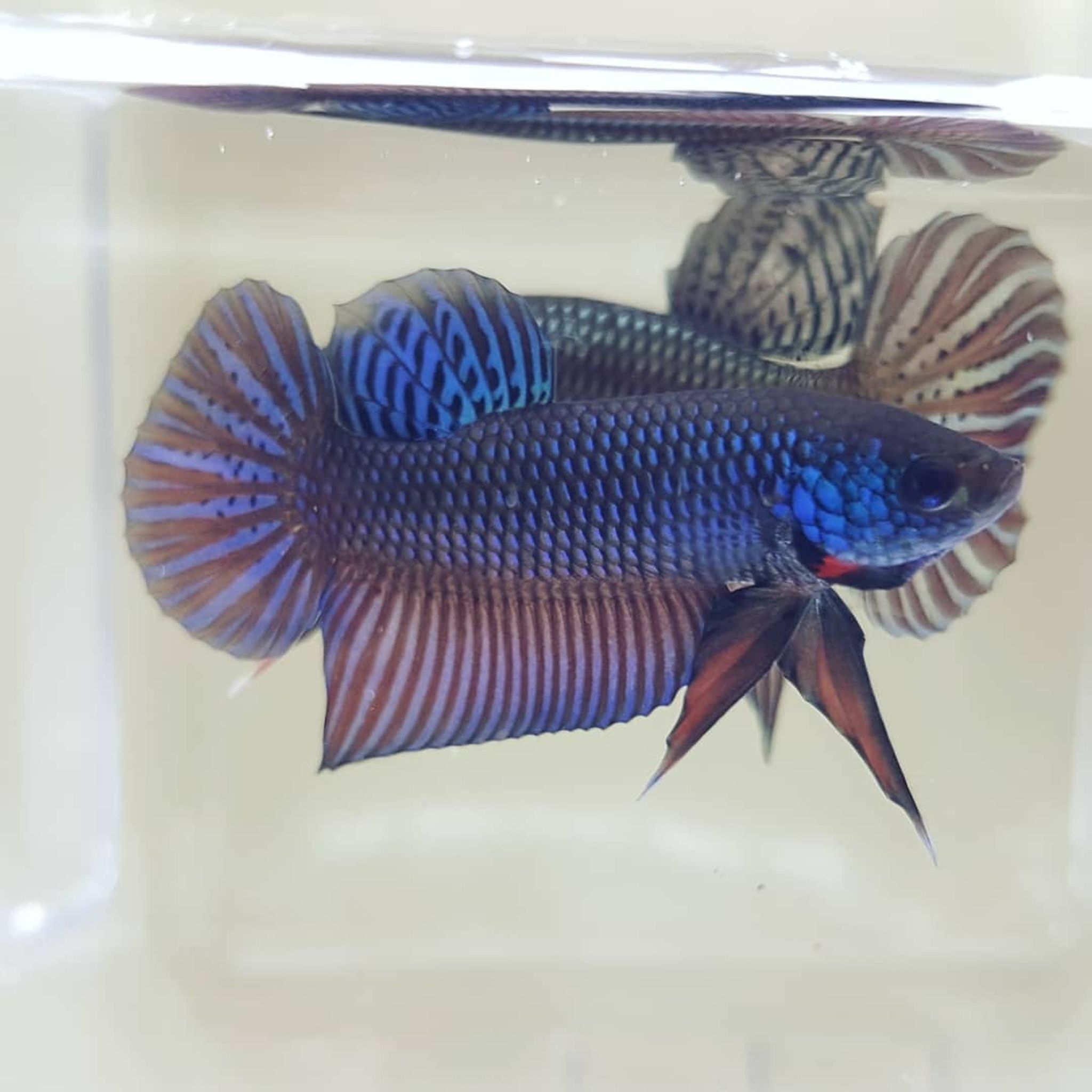 Betta Stiktos