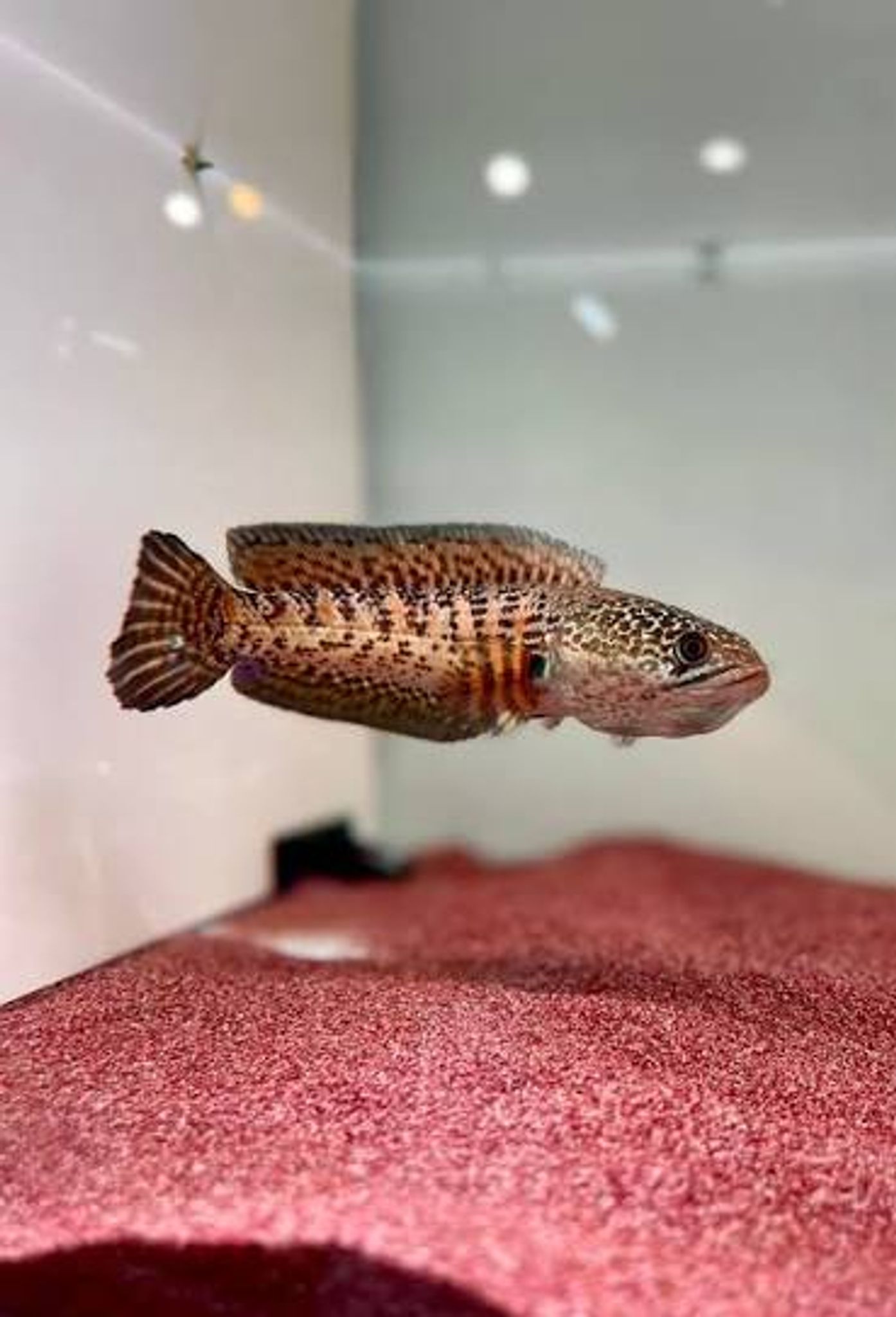 Channa Aurantimaculata
