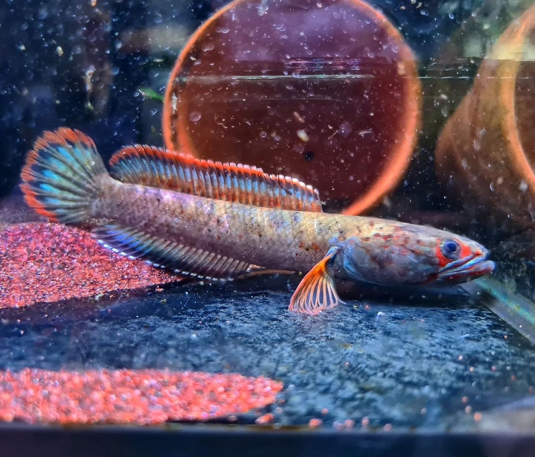Channa sp. 'Fire & Ice'