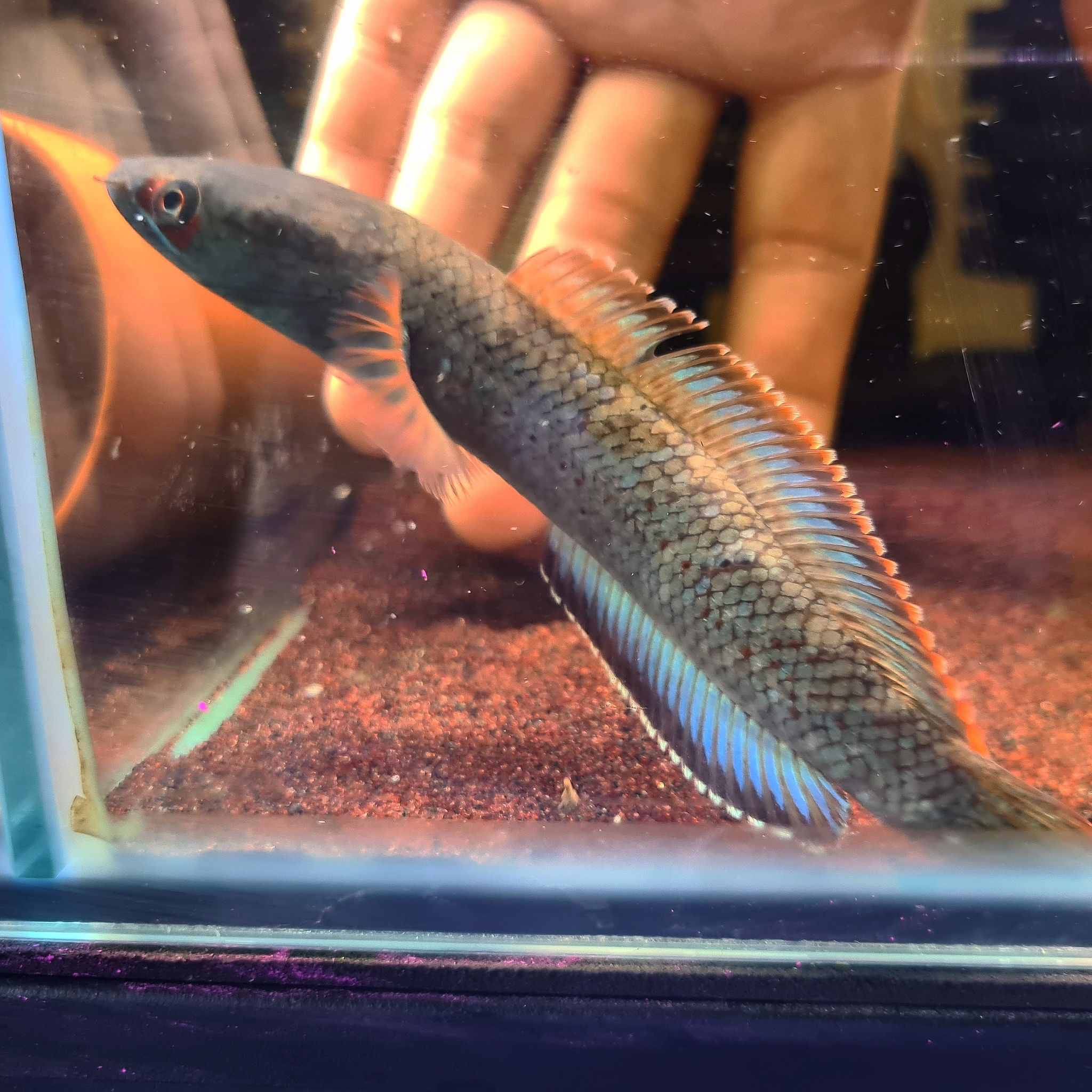Channa sp. 'Fire & Ice'