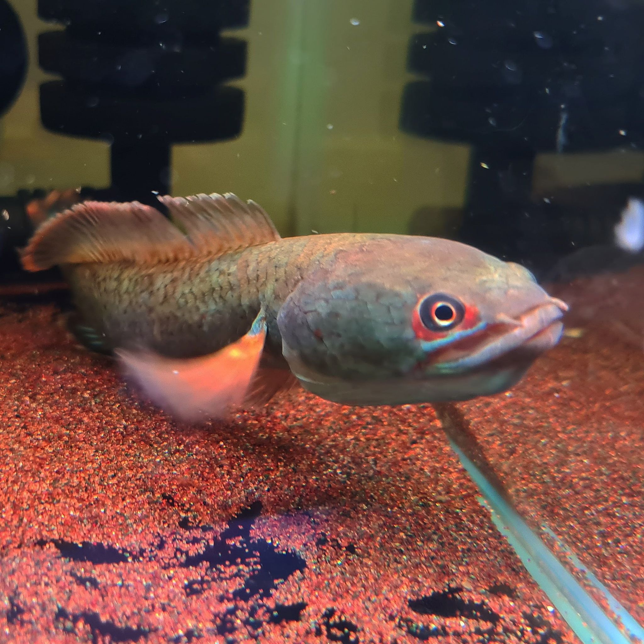 Channa sp. 'Fire & Ice'