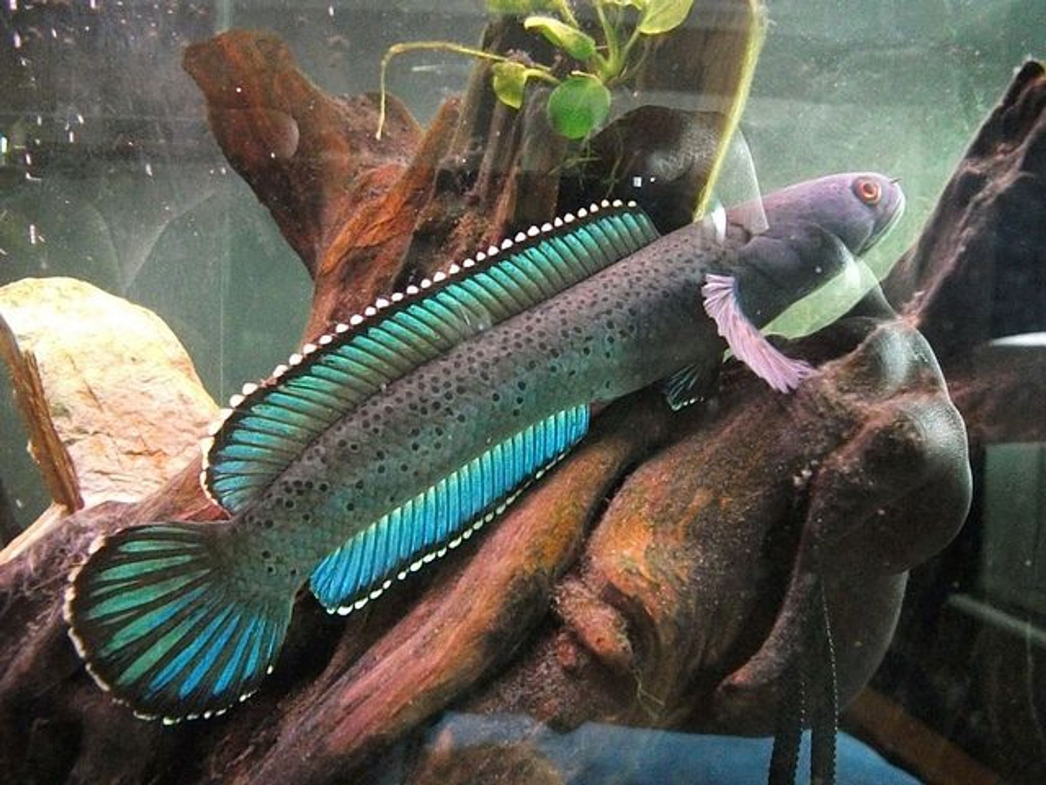 Channa Stewartii