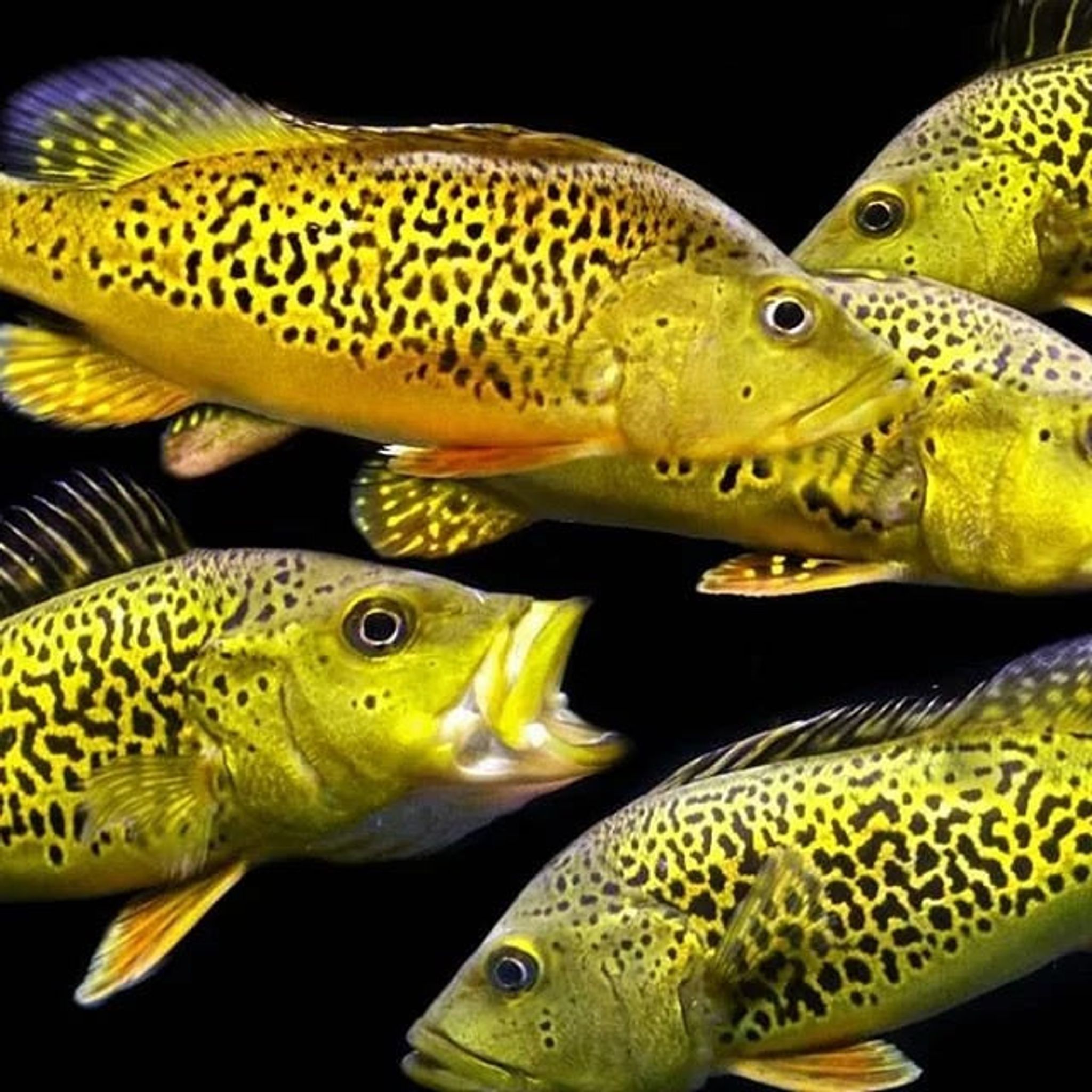 Cichla Kelberi