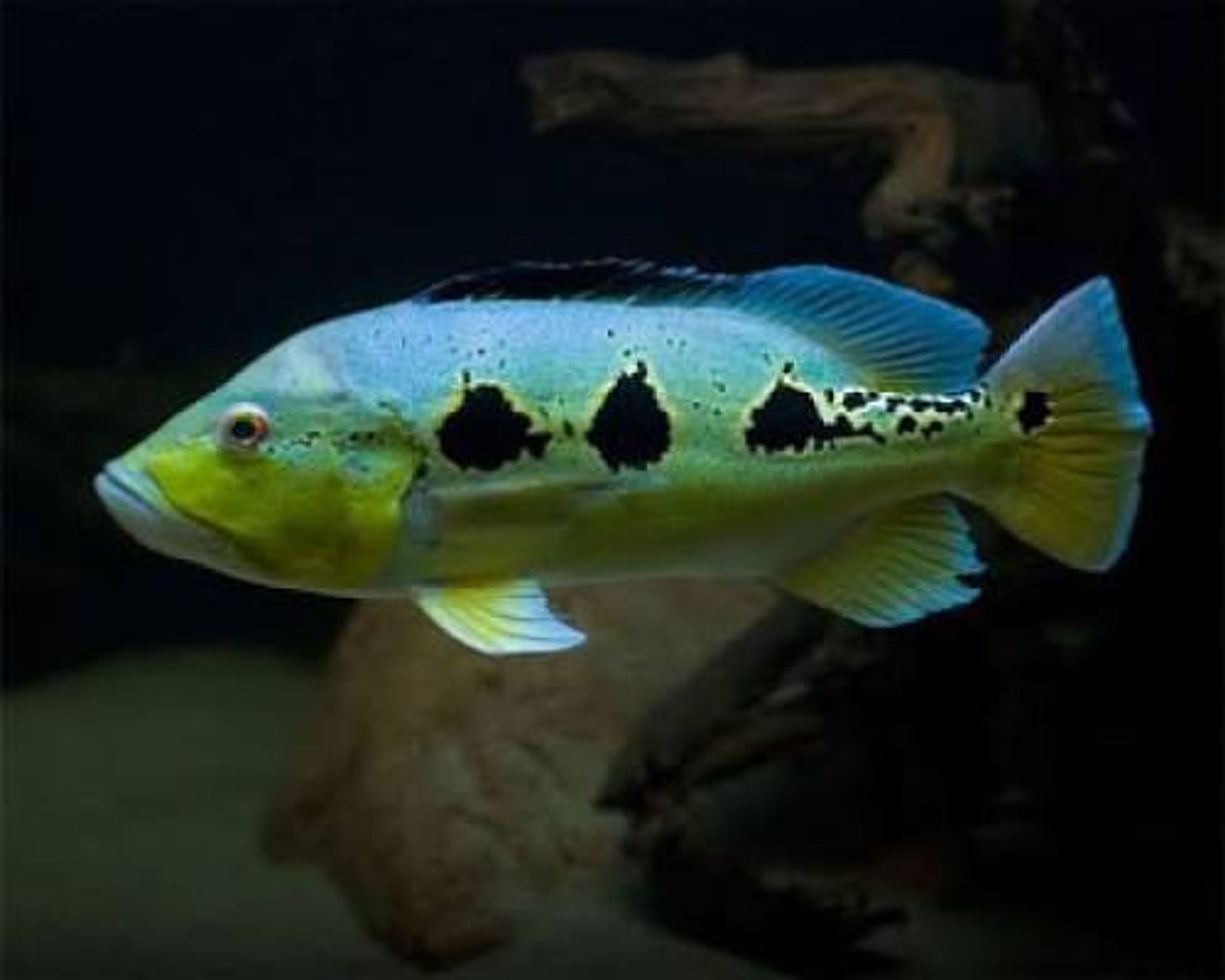 Cichla Orinocensis