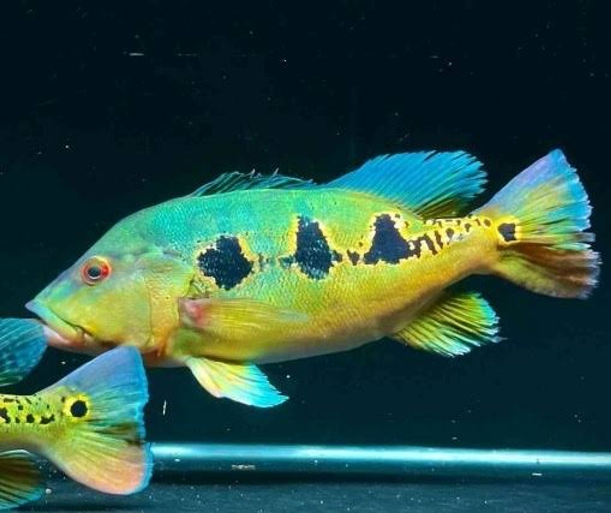Cichla Orinocensis