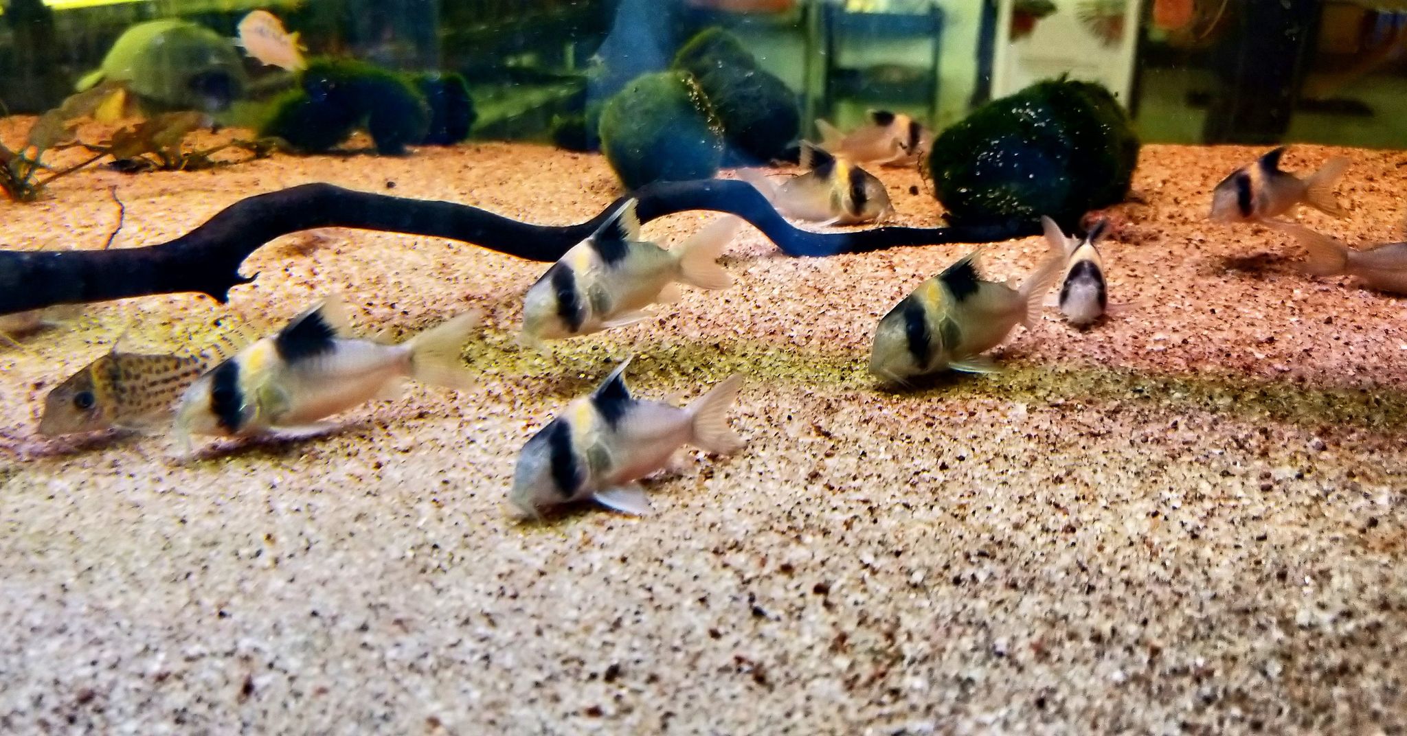 Corydoras Burgessi