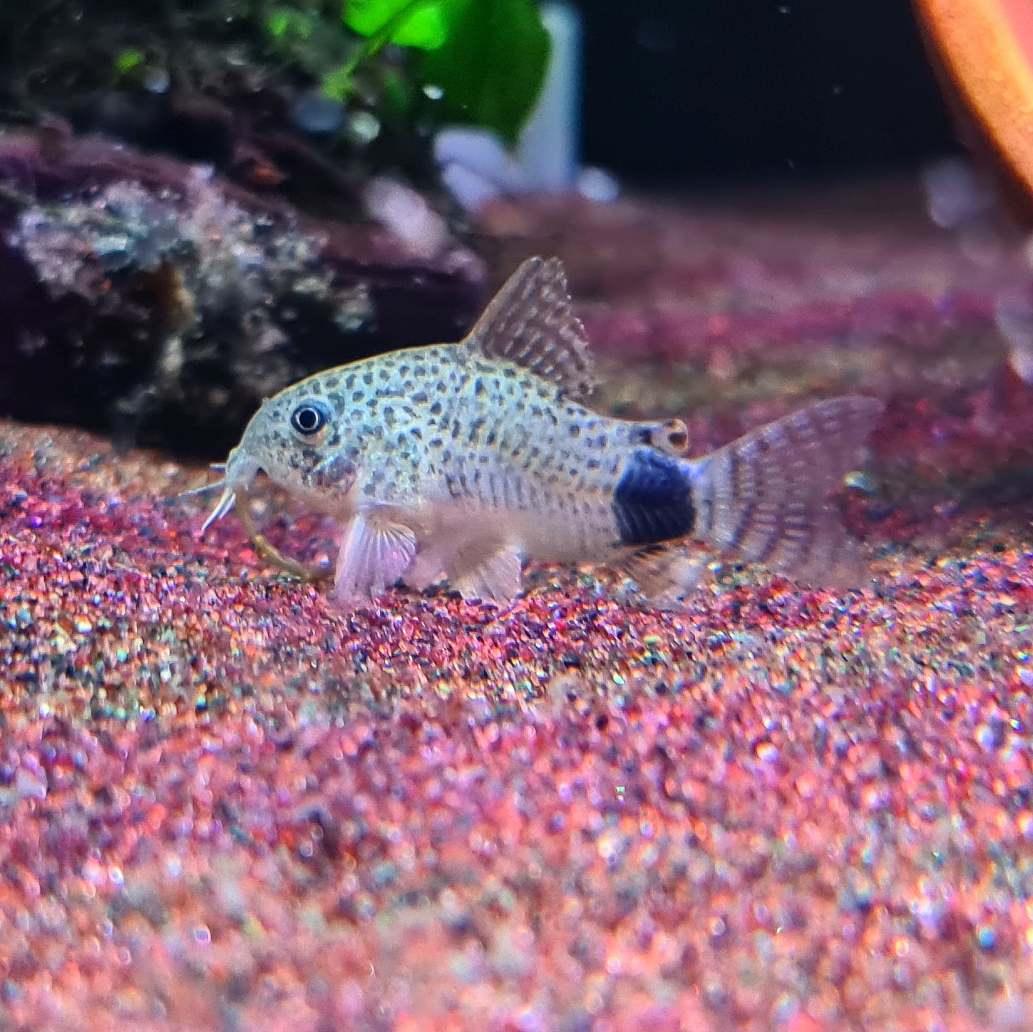 Corydoras Caudimaculatus