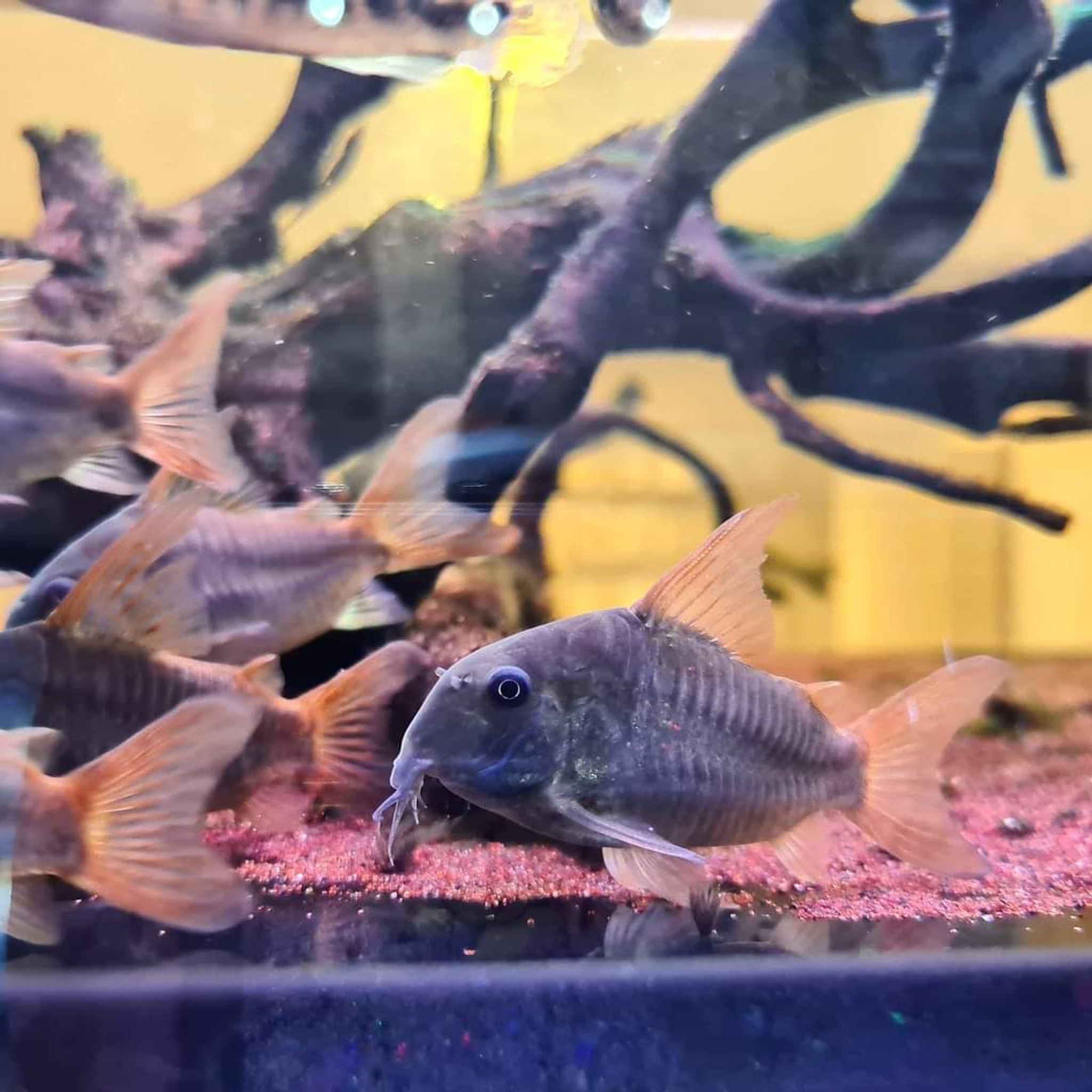 Hoplisoma Concolour