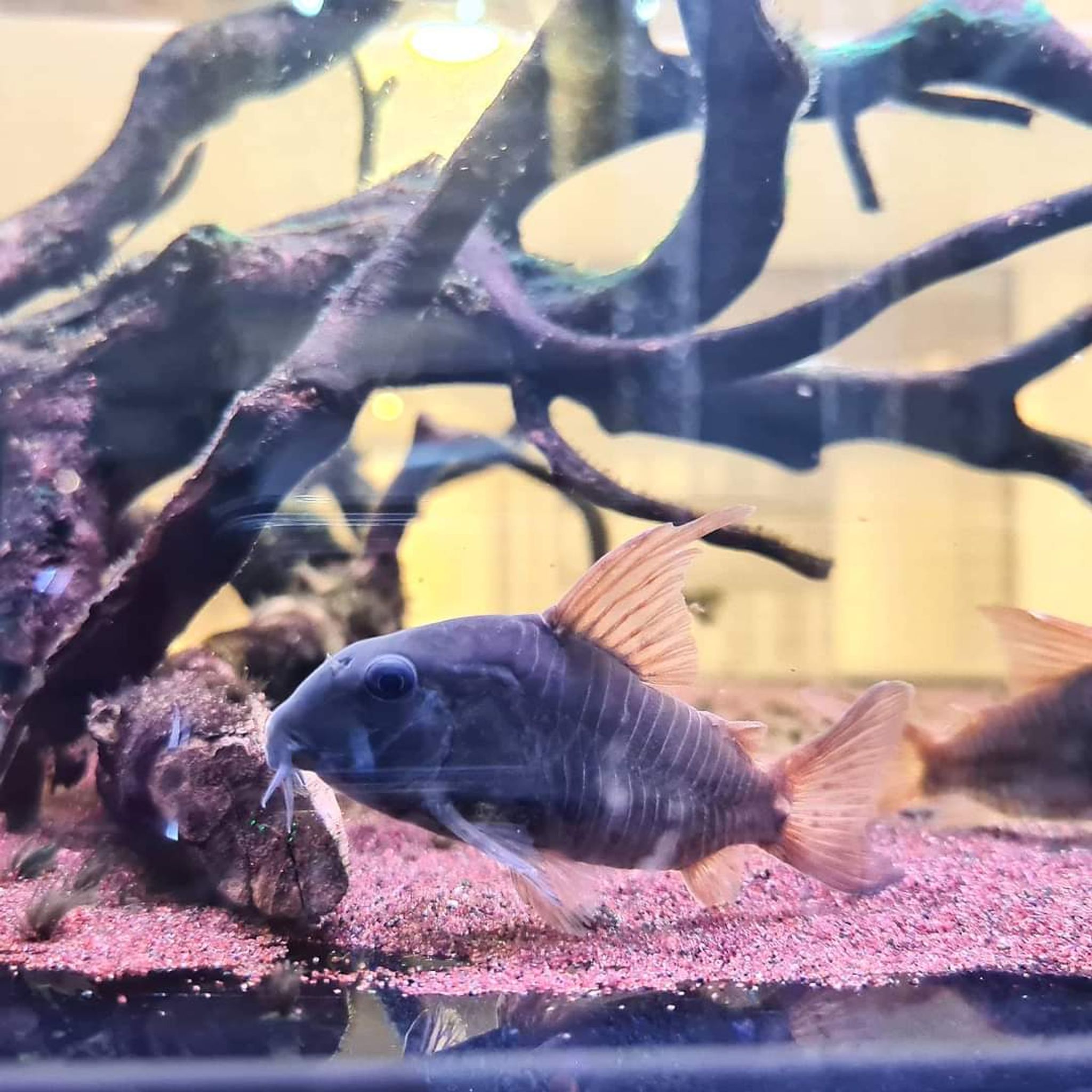 Hoplisoma Concolour