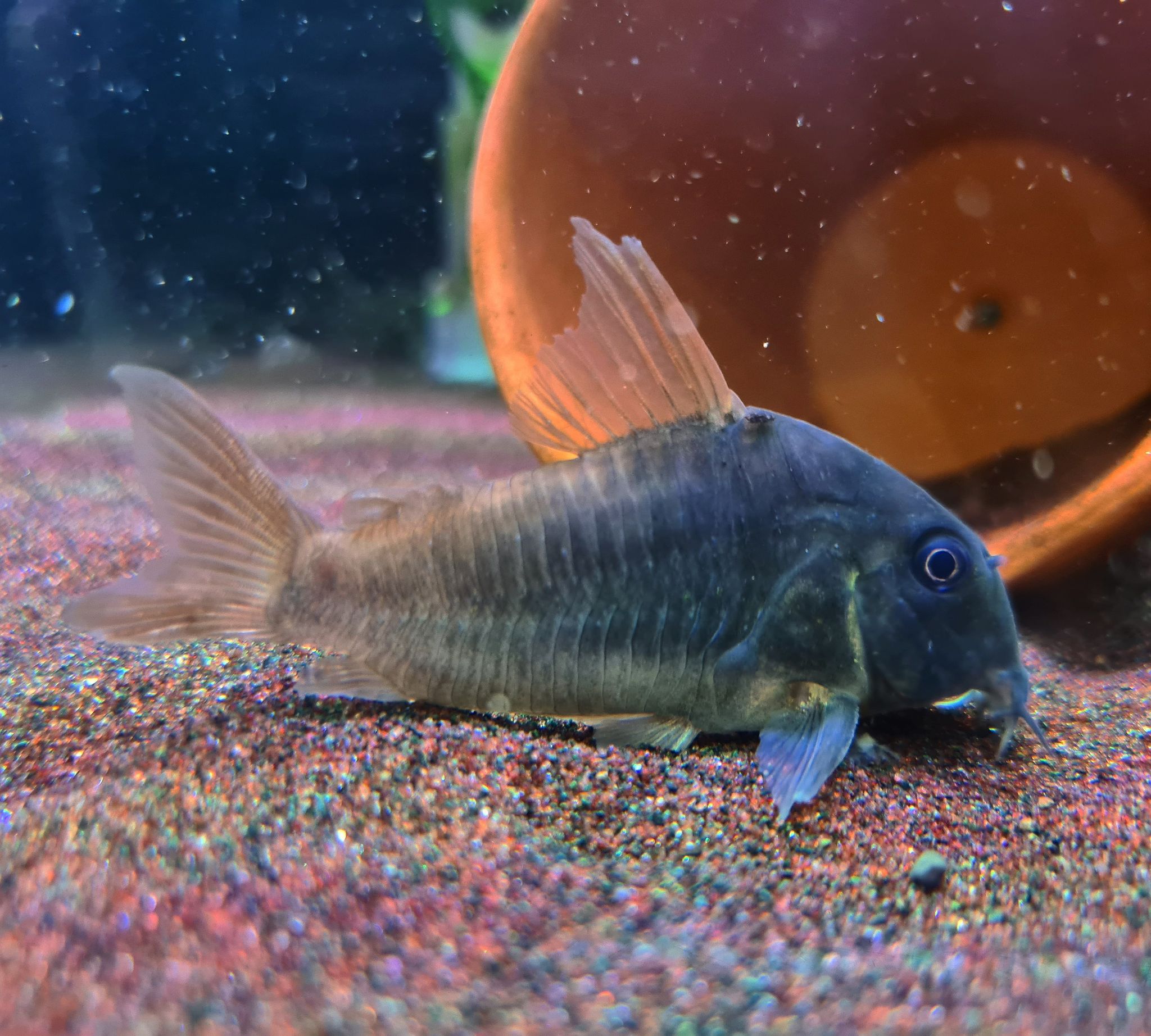 Hoplisoma Concolour