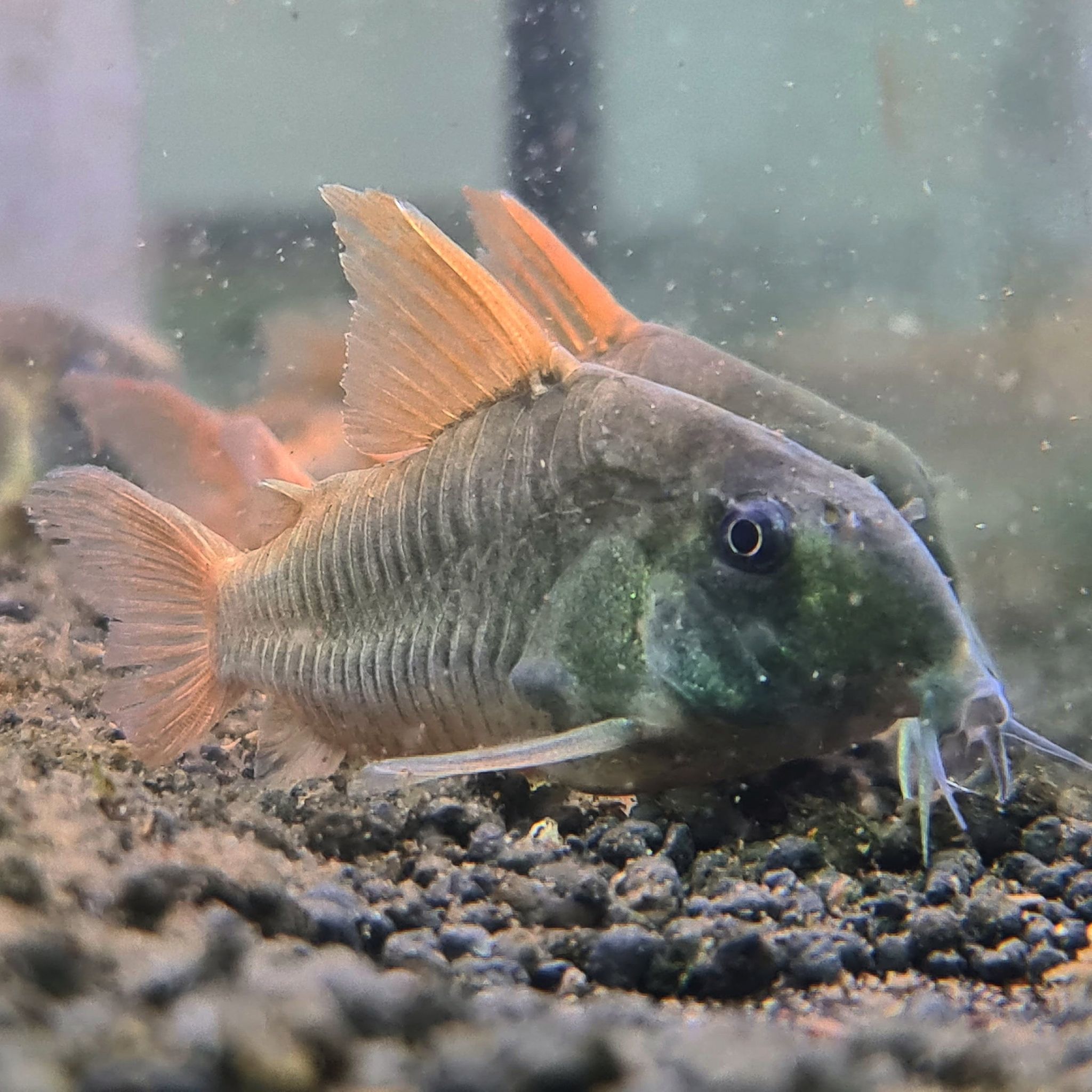 Hoplisoma Concolour