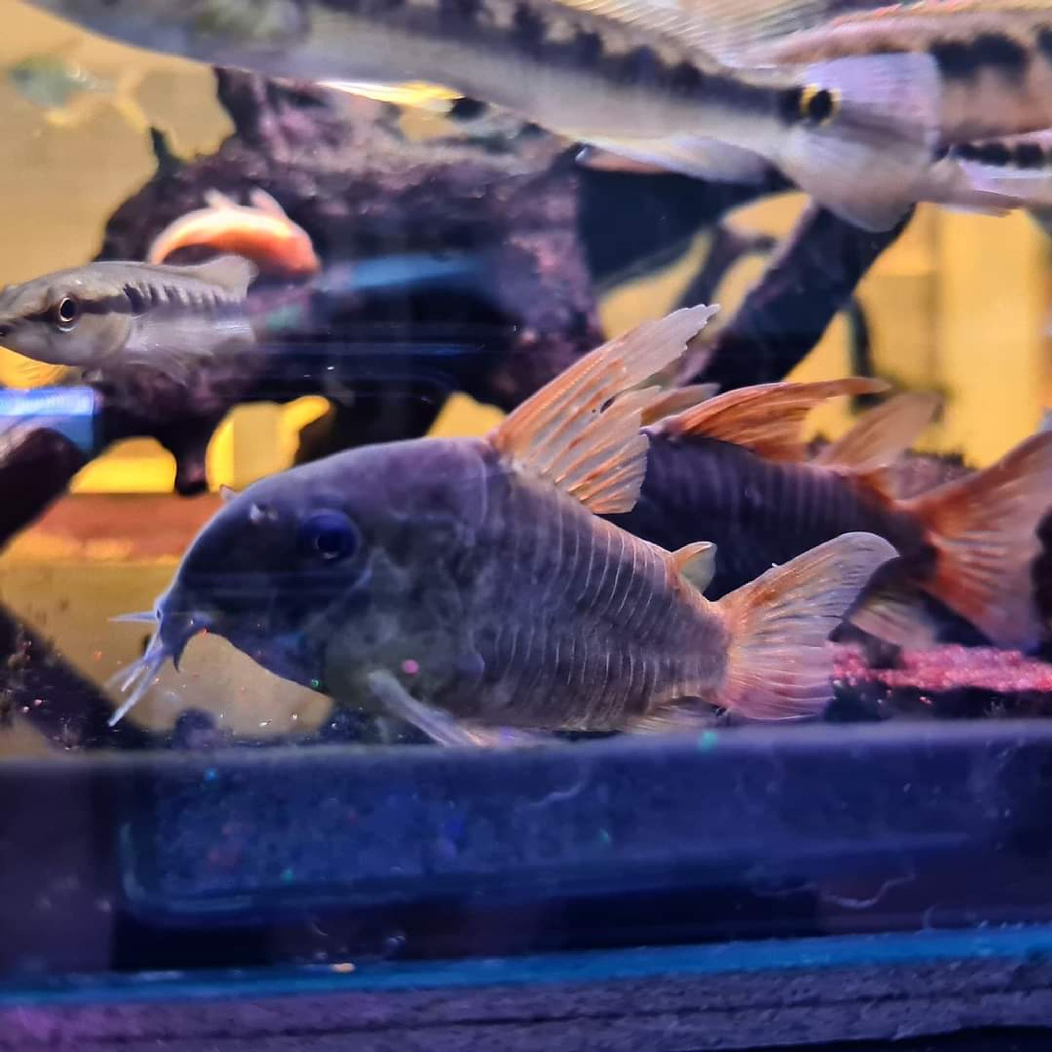 Hoplisoma Concolour