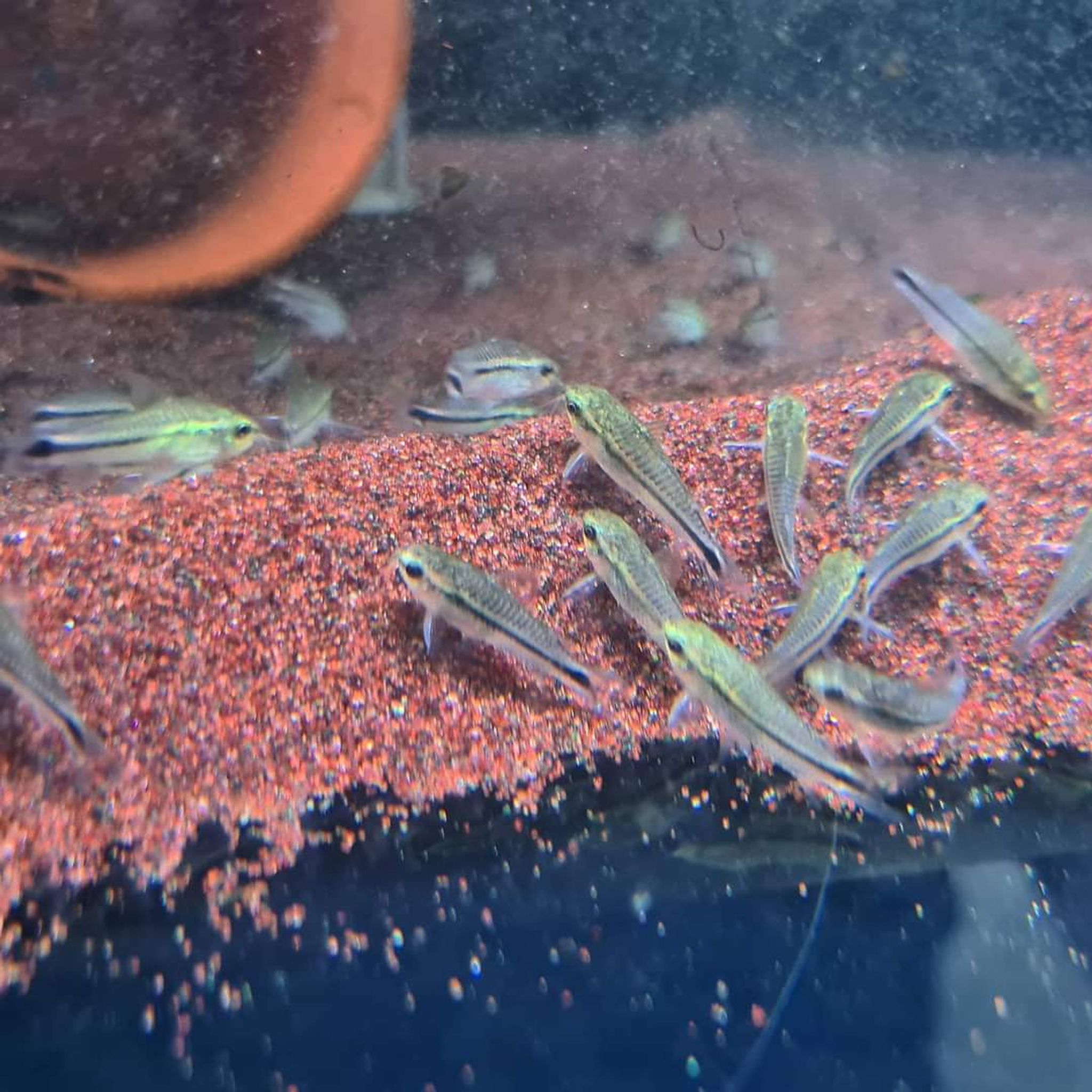 Corydoras Pygmaeus