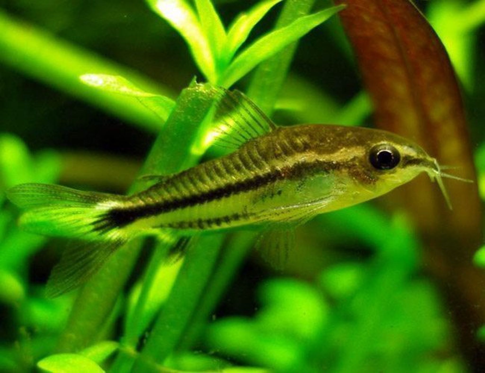 Corydoras Pygmaeus
