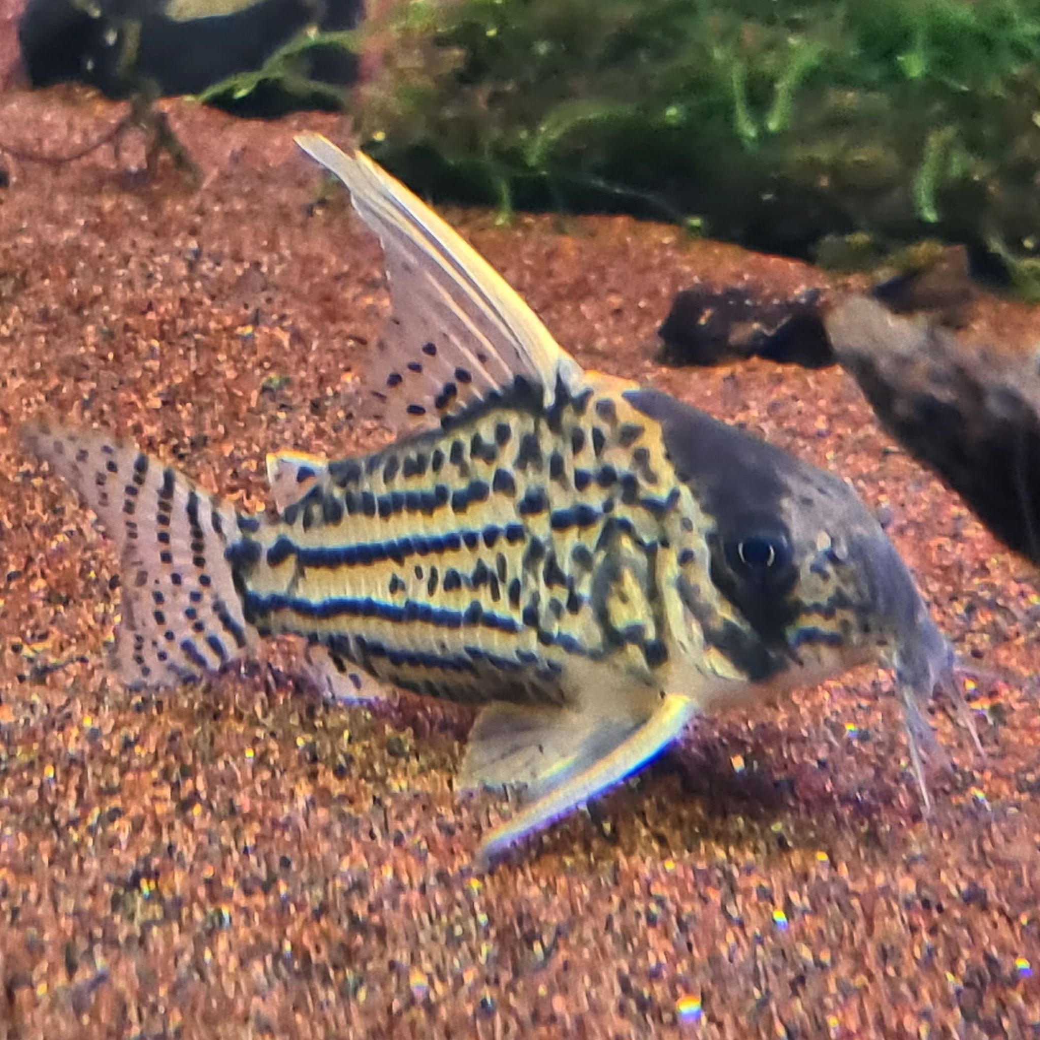 Hoplisoma sp. CW028