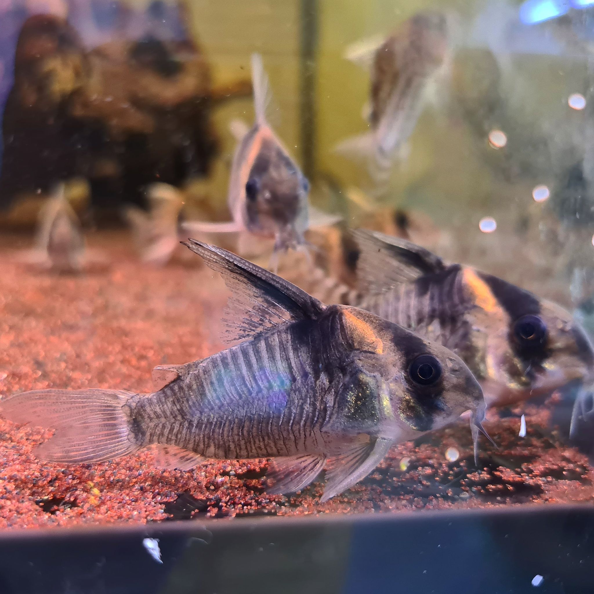 Hoplisoma sp. CW045