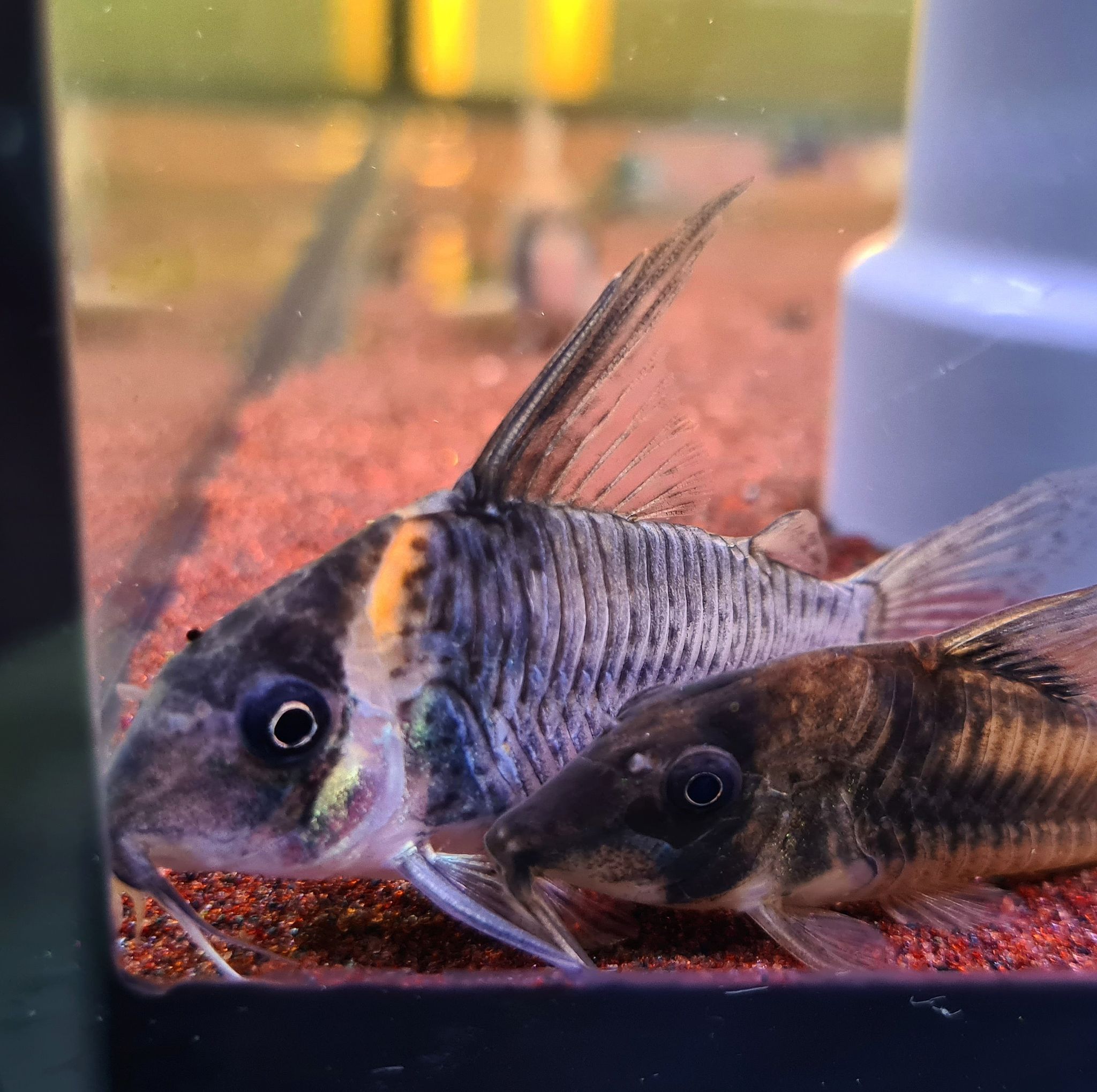 Hoplisoma sp. CW045