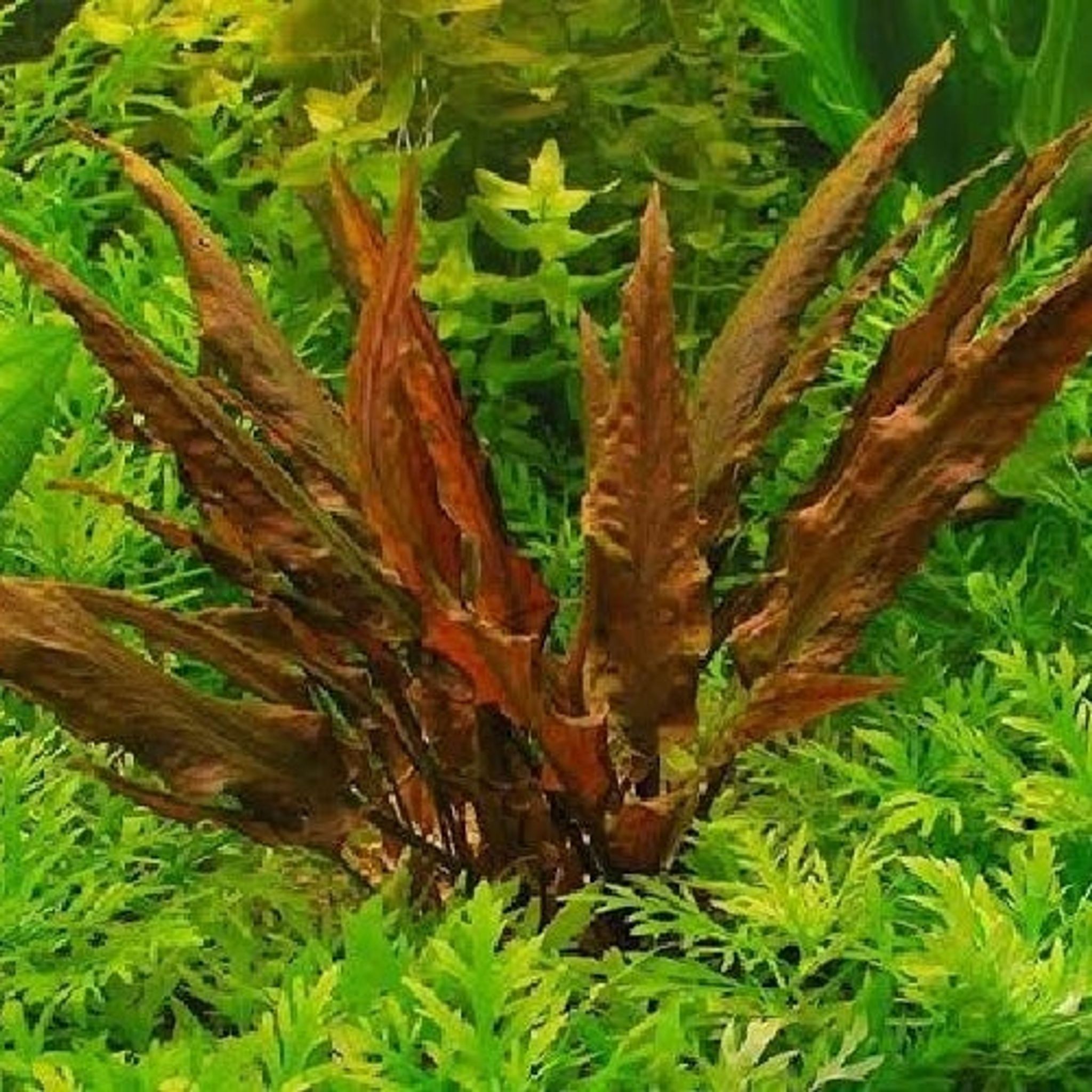 Cryptocoryne Undulata "Red"