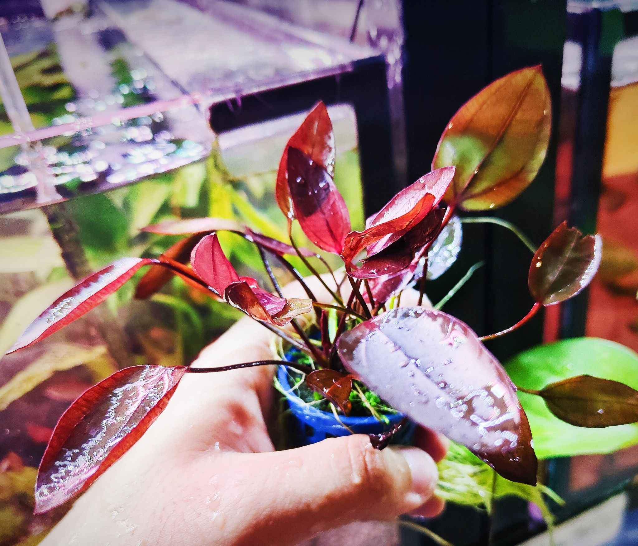 Echinodorus Aflame
