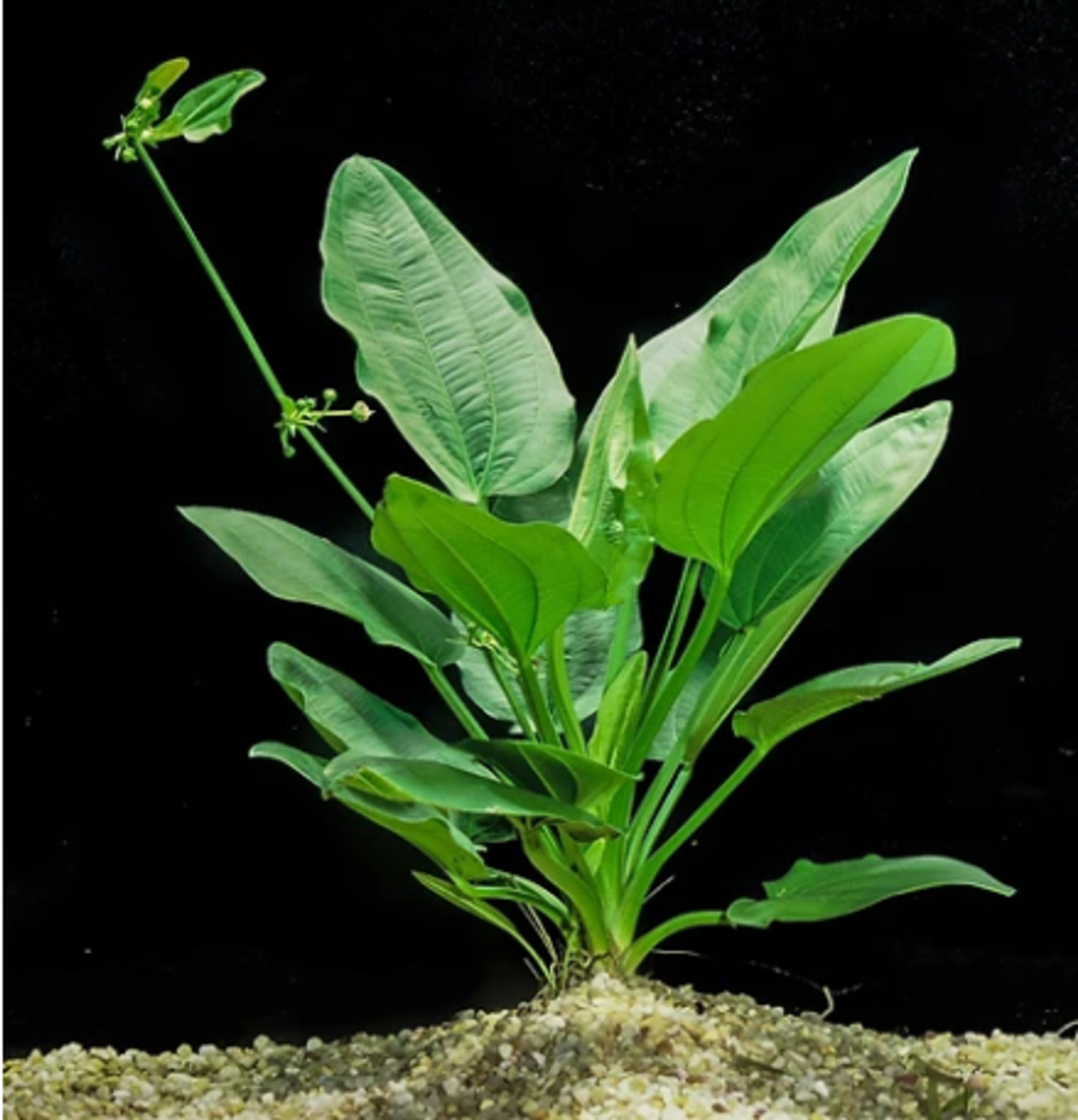 Echinodorus Cordifolius