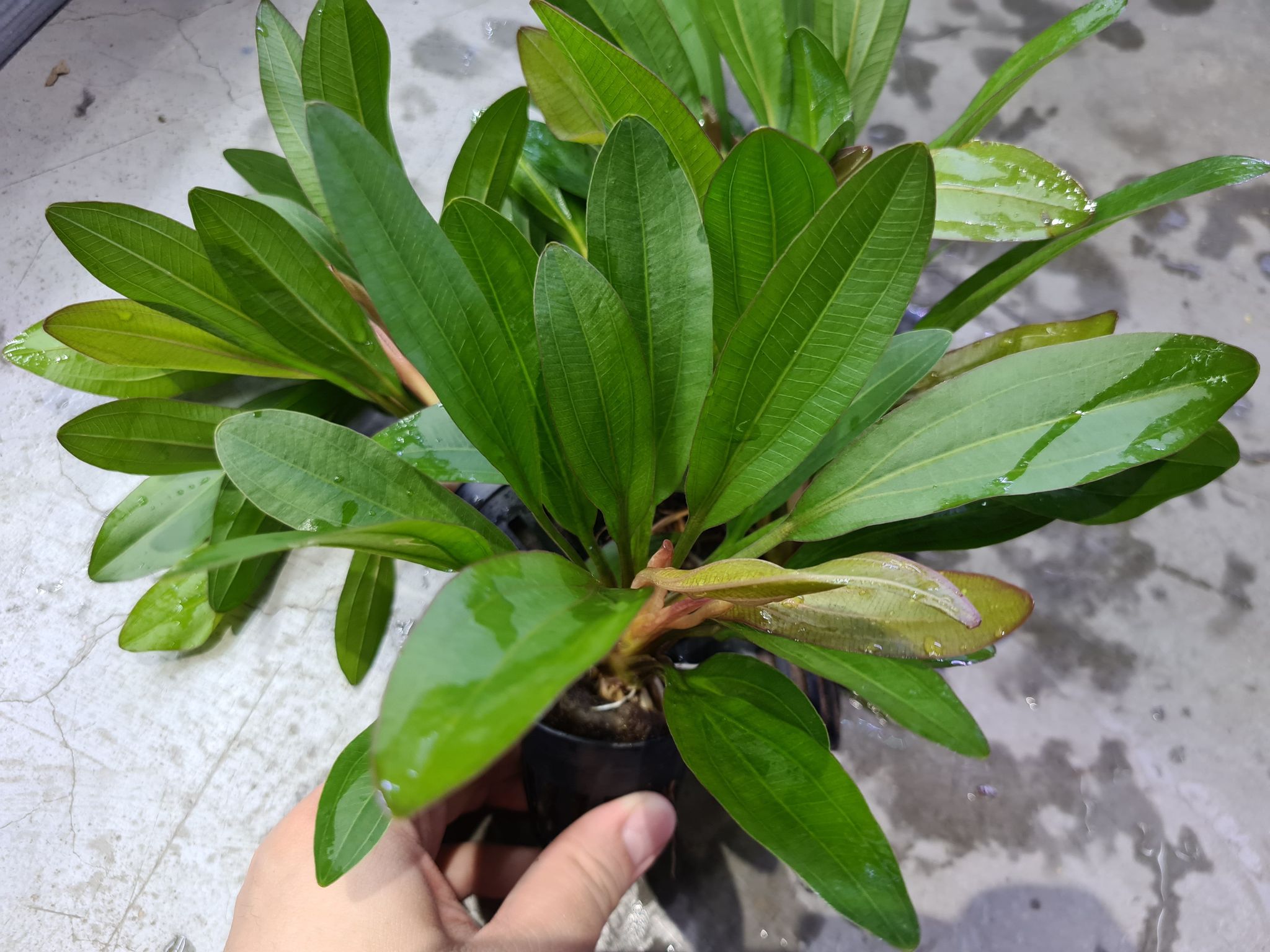 Echinodorus 'Red Rubin'
