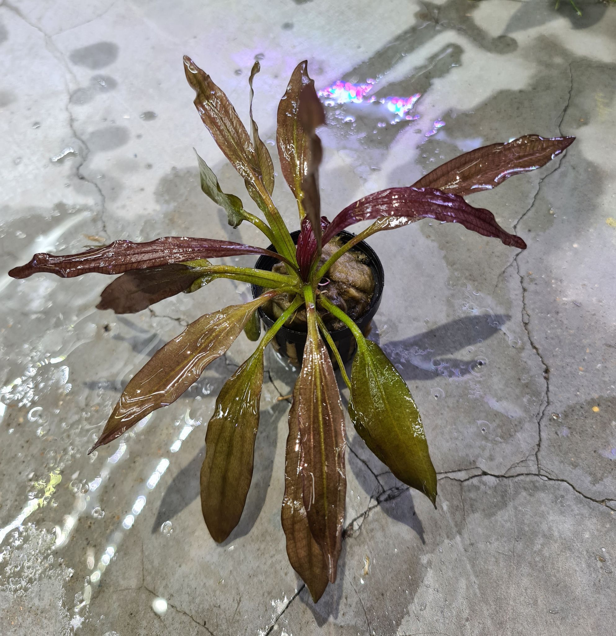 Echinodorus 'Red Rubin'