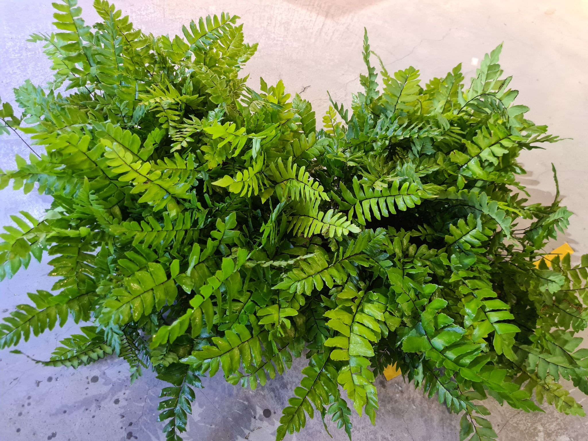 Adiantum sp.