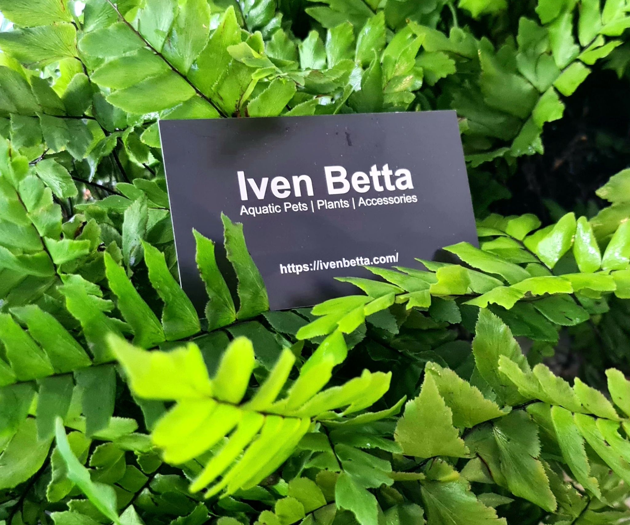 Adiantum sp.