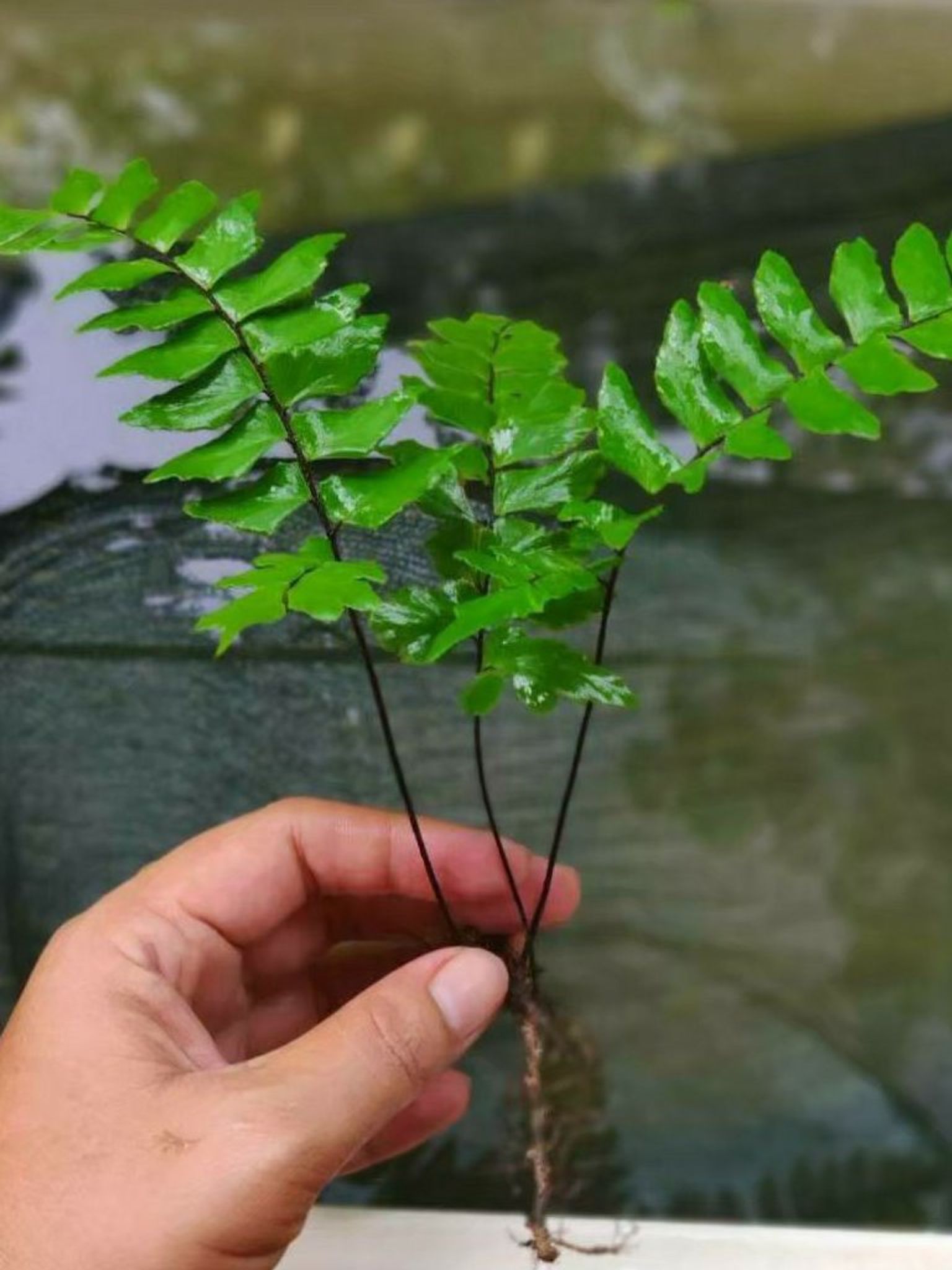 Adiantum sp.
