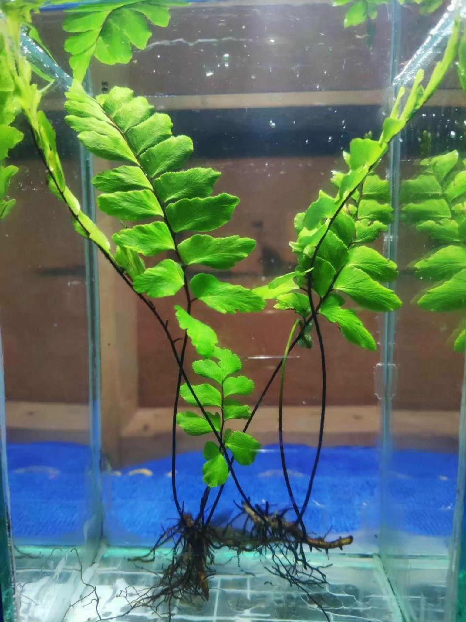 Adiantum sp.