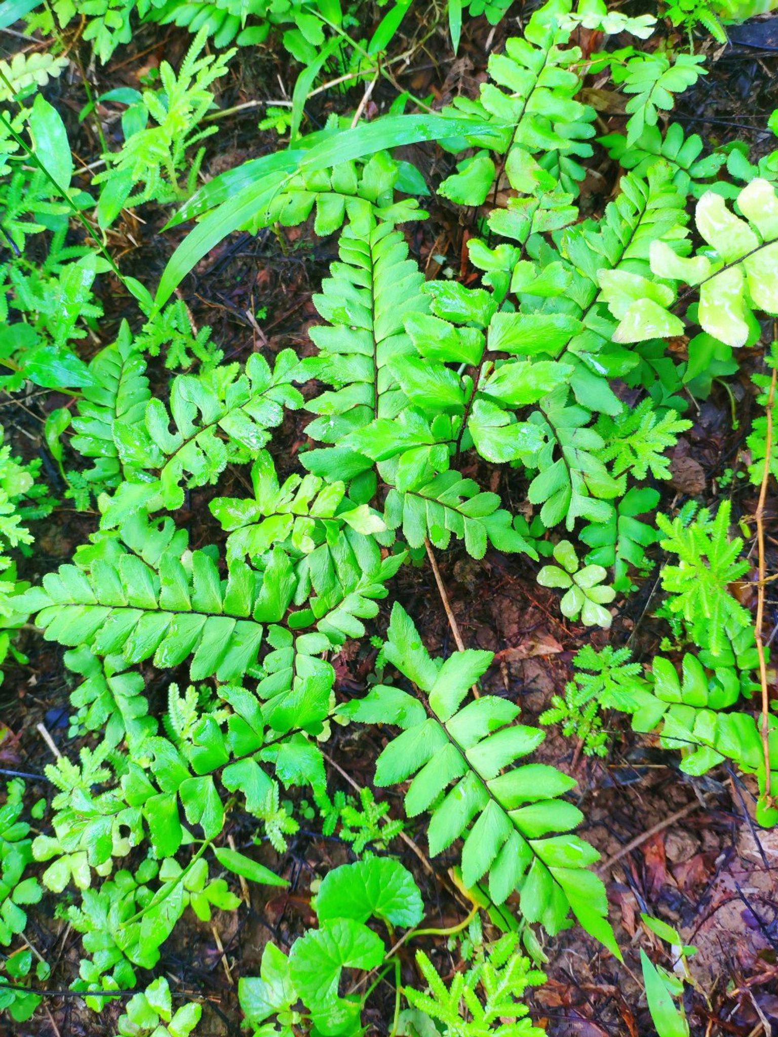 Adiantum sp.