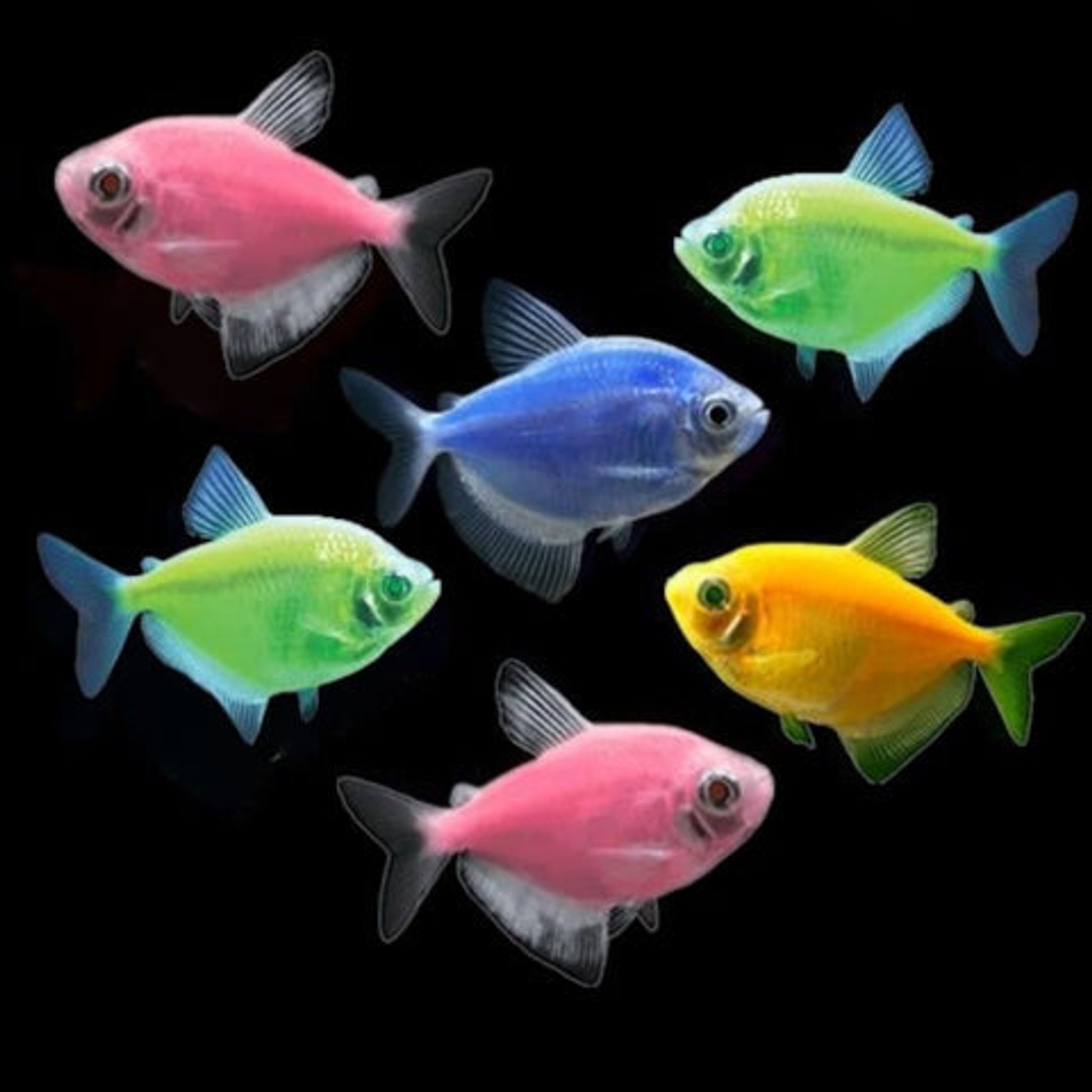 Gymnocorymbus Ternetzi var. Glofish